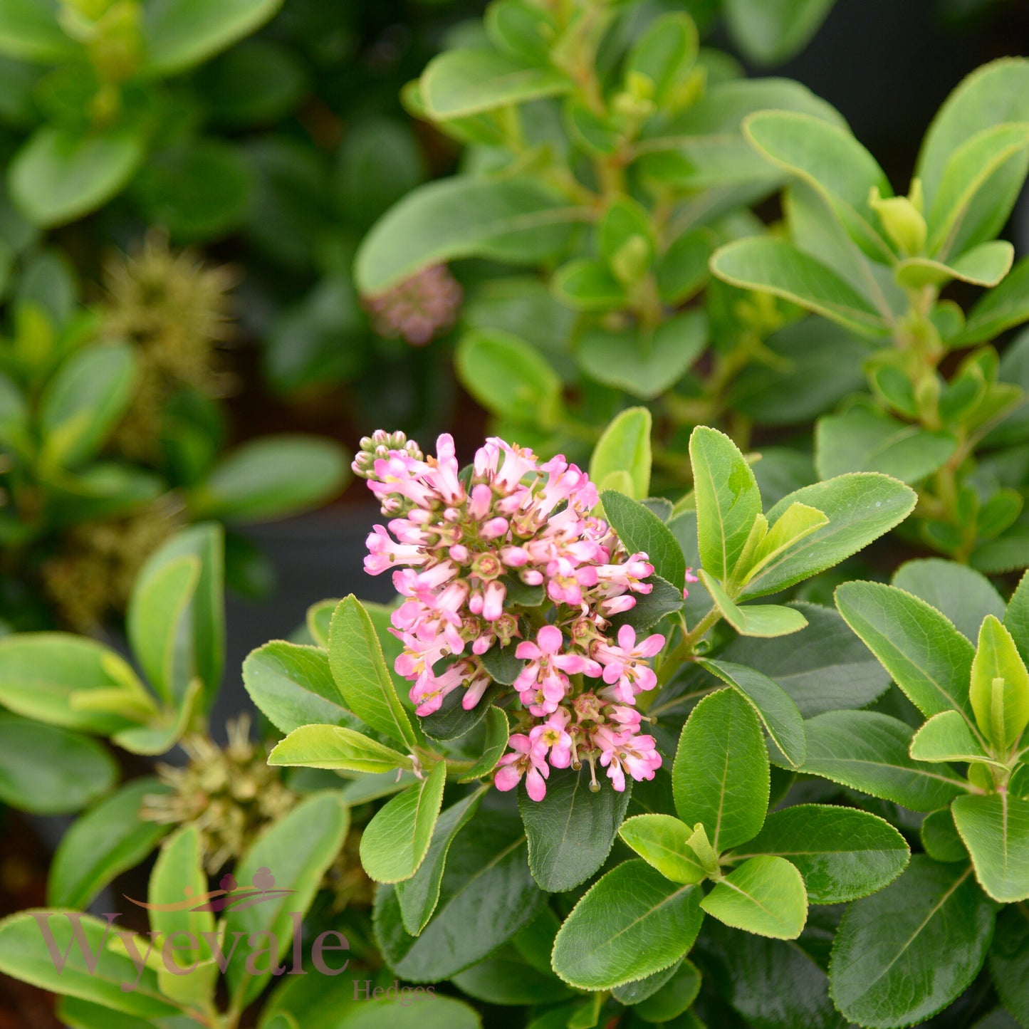 Escallonia laevis 'Pink Elle'