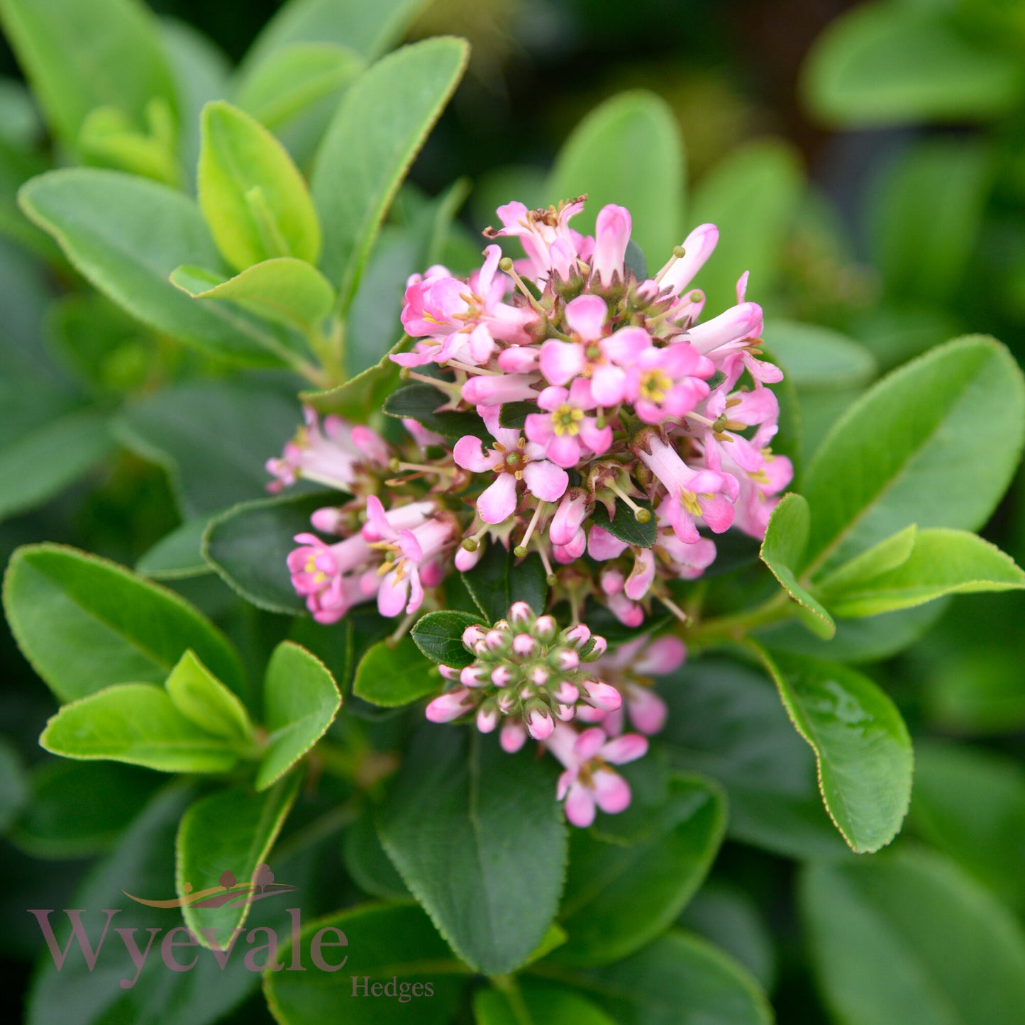 Escallonia laevis 'Pink Elle'
