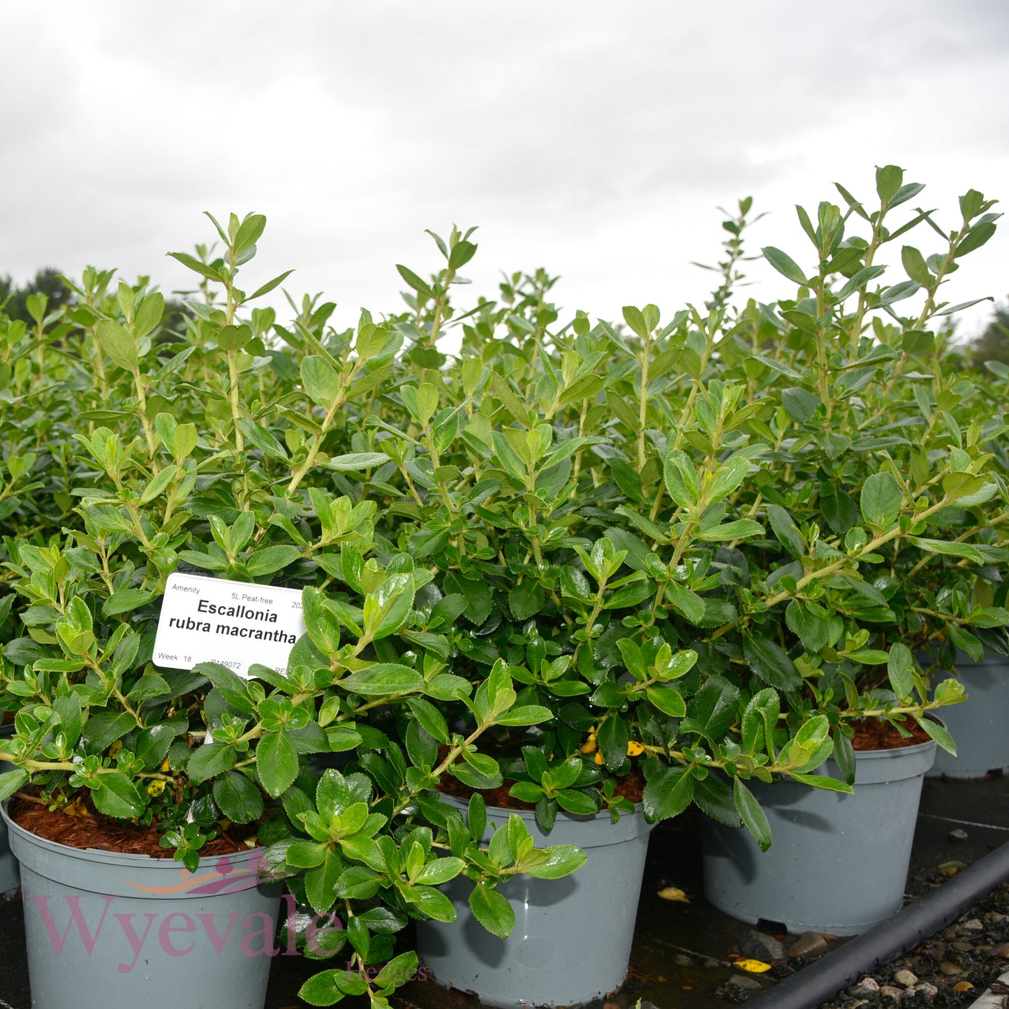 Escallonia rubra macrantha (Escallonia)