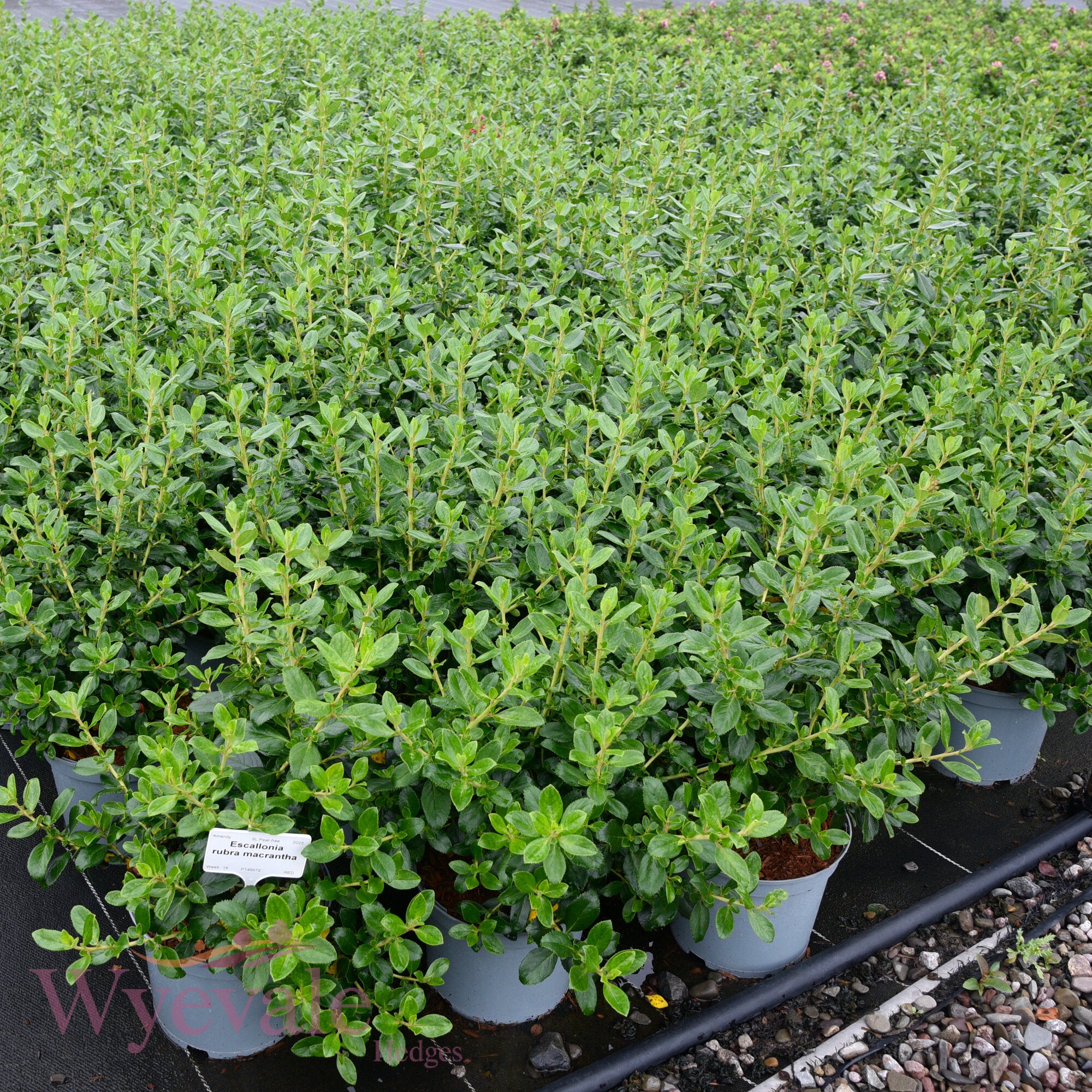 Escallonia rubra macrantha (Escallonia)
