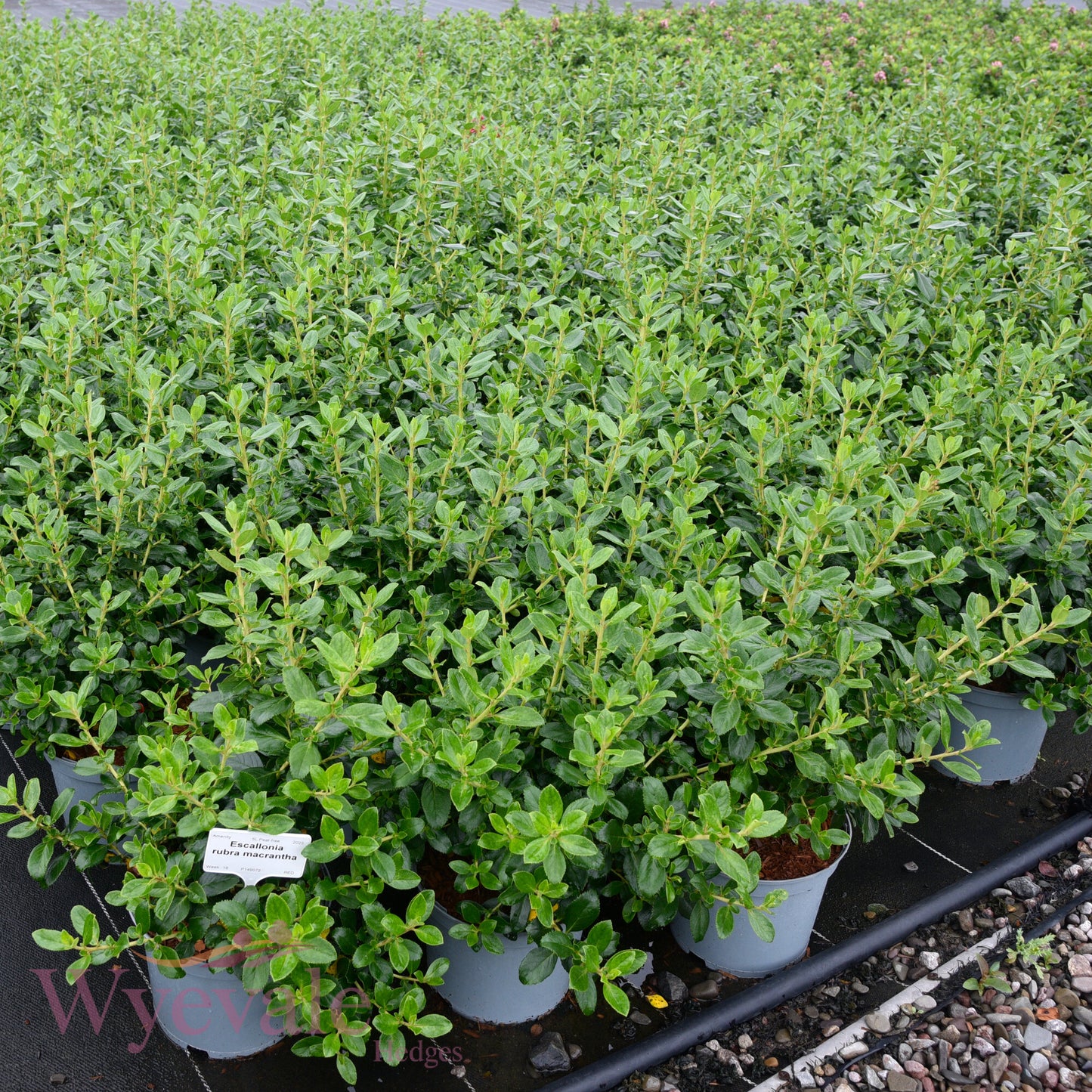 Escallonia rubra macrantha (Escallonia)