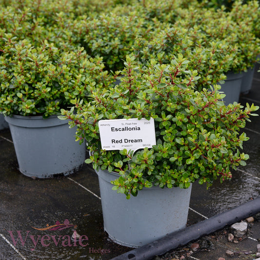 Escallonia 'Red Dream'