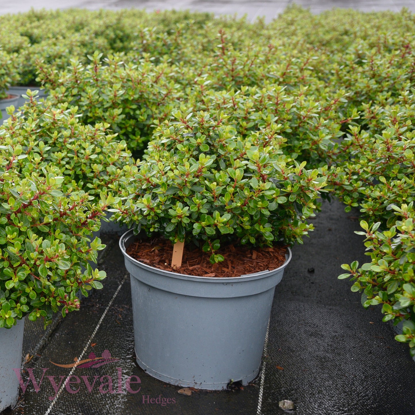 Escallonia 'Red Dream'