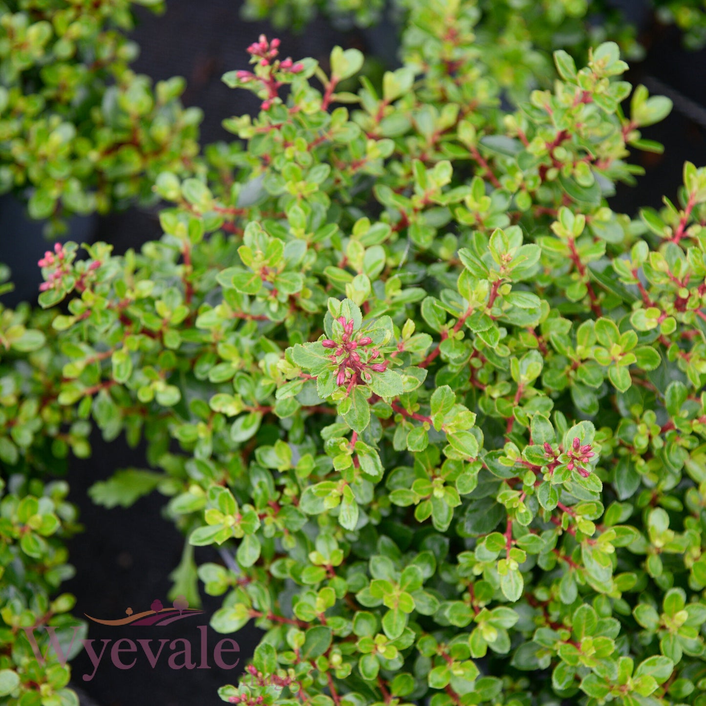 Escallonia 'Red Dream'