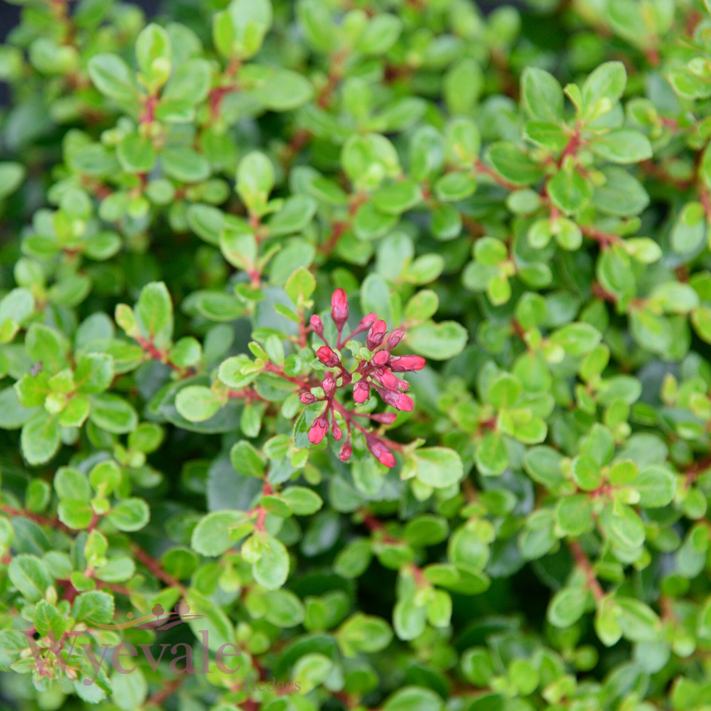 Escallonia 'Red Dream'