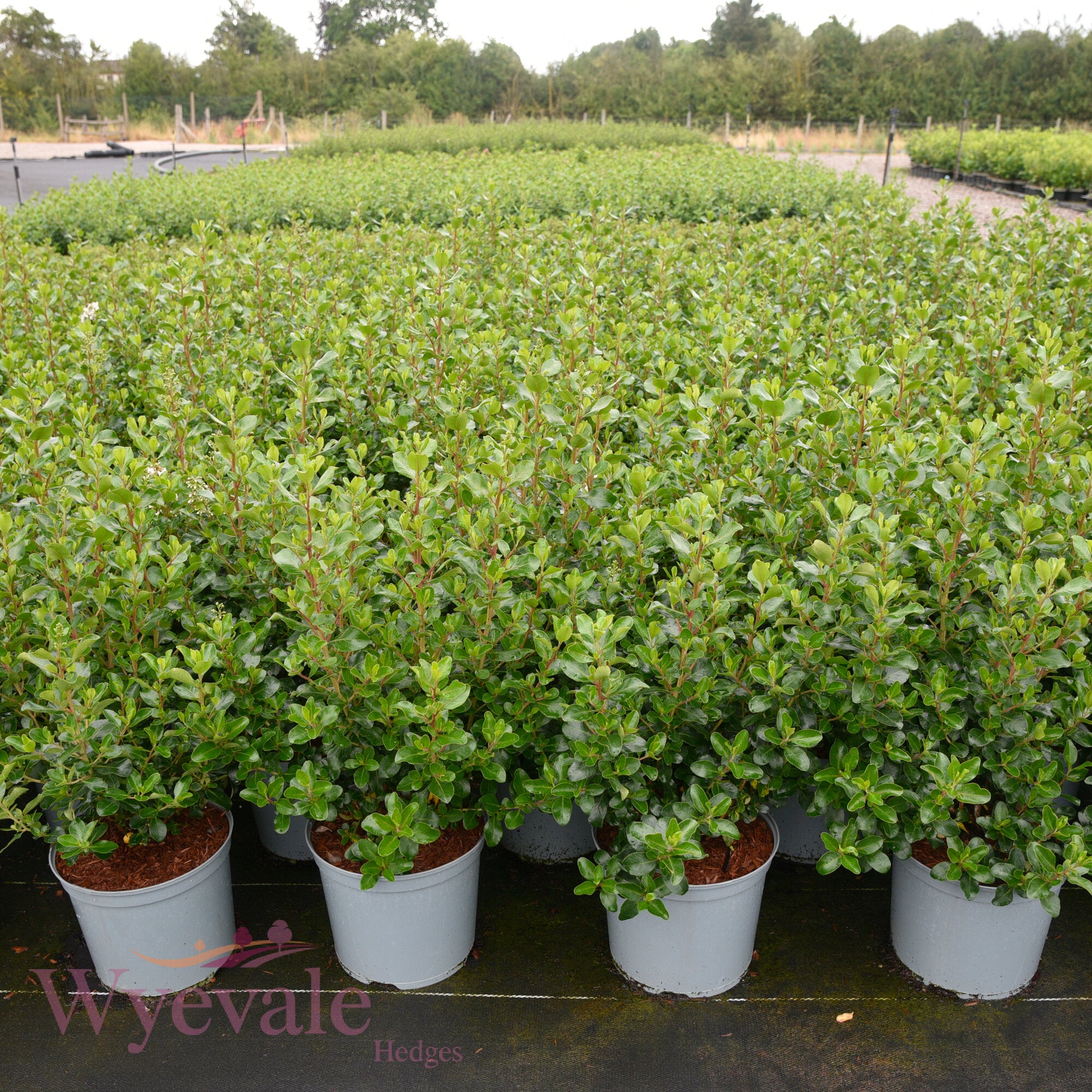Escallonia 'Iveyi'