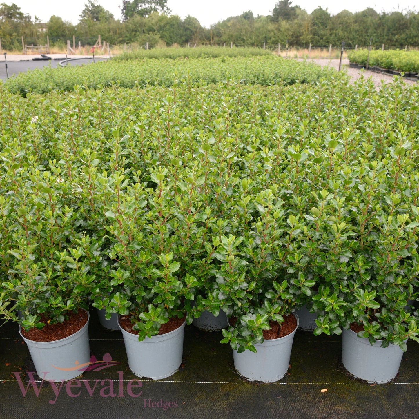 Escallonia 'Iveyi'