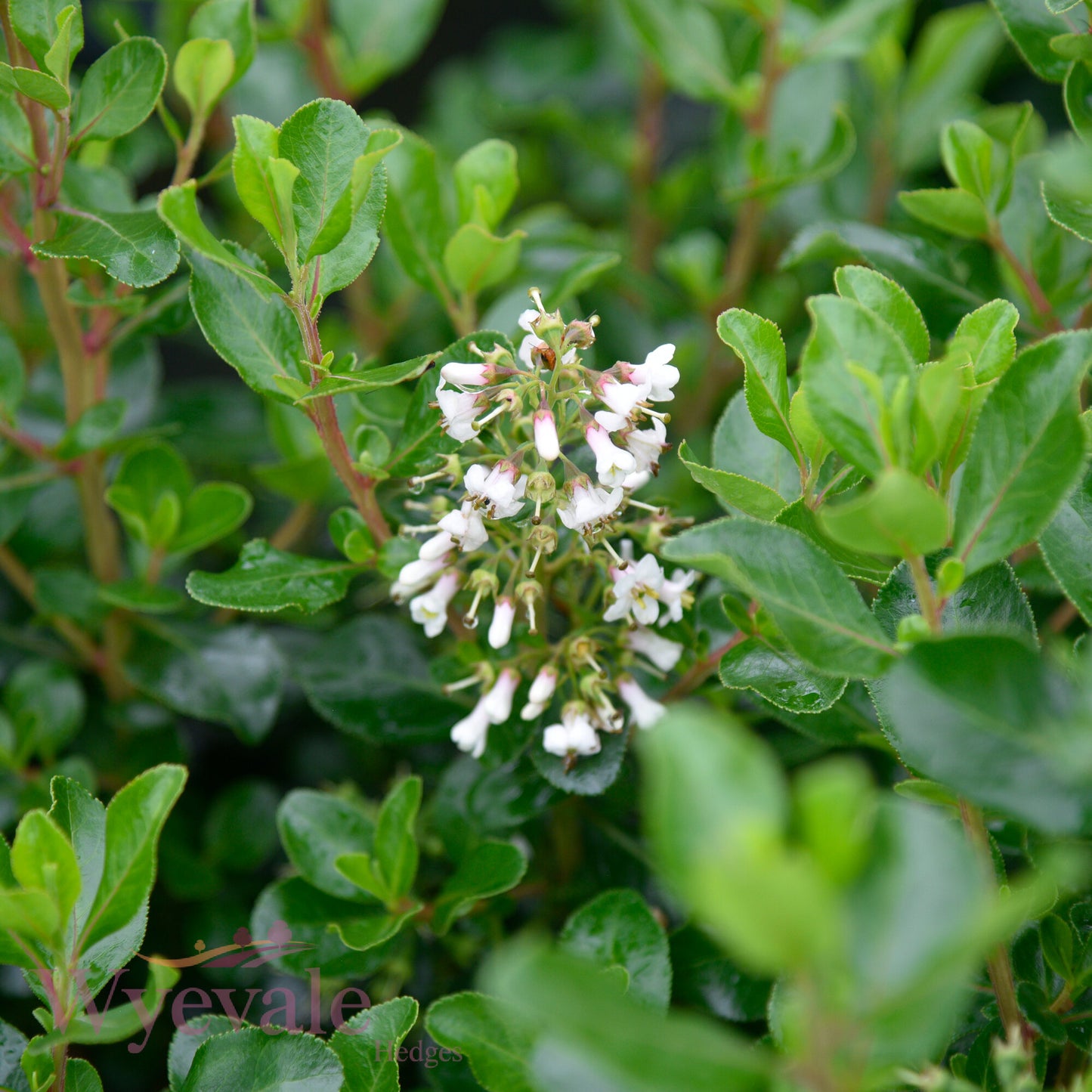 Escallonia 'Iveyi'