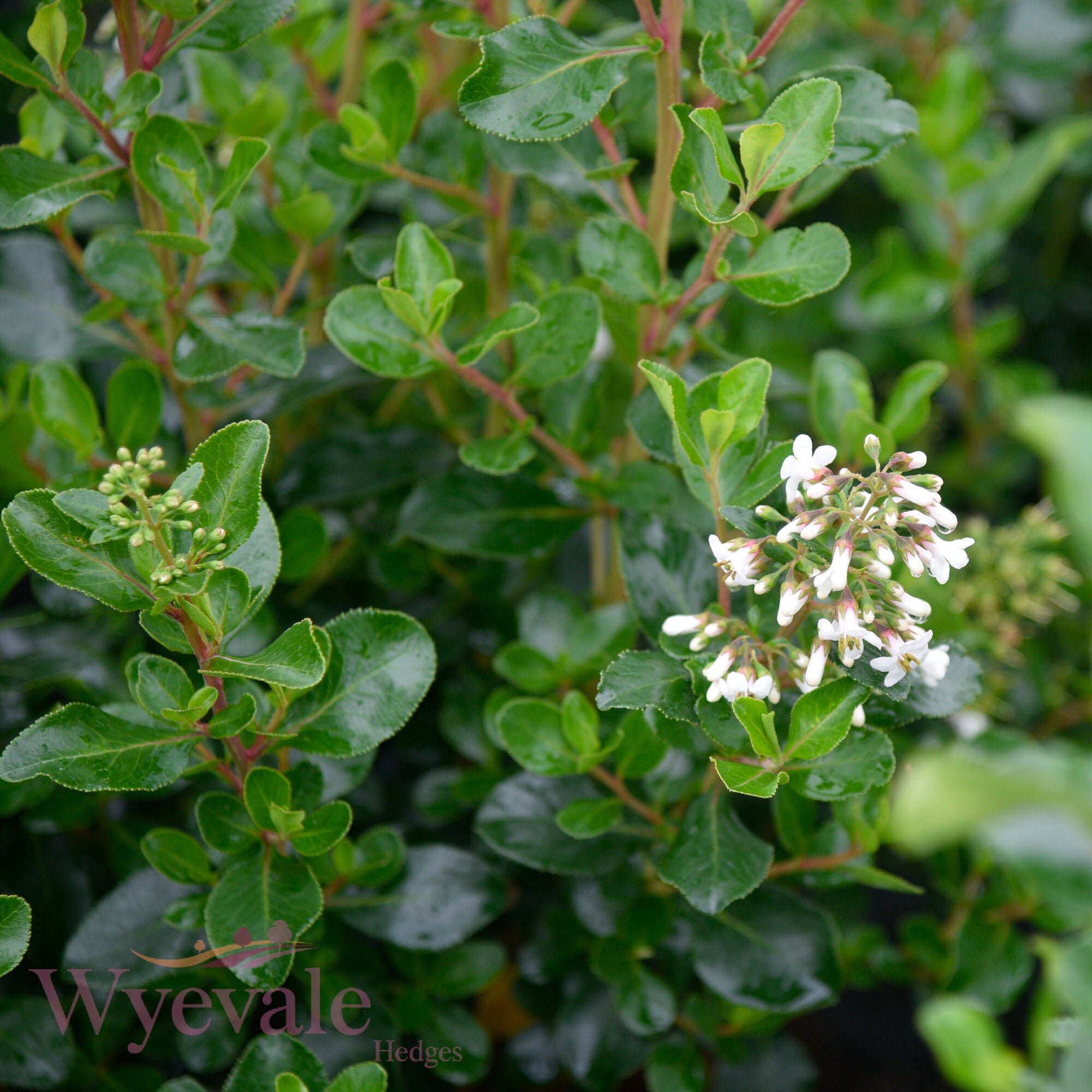 Escallonia 'Iveyi'