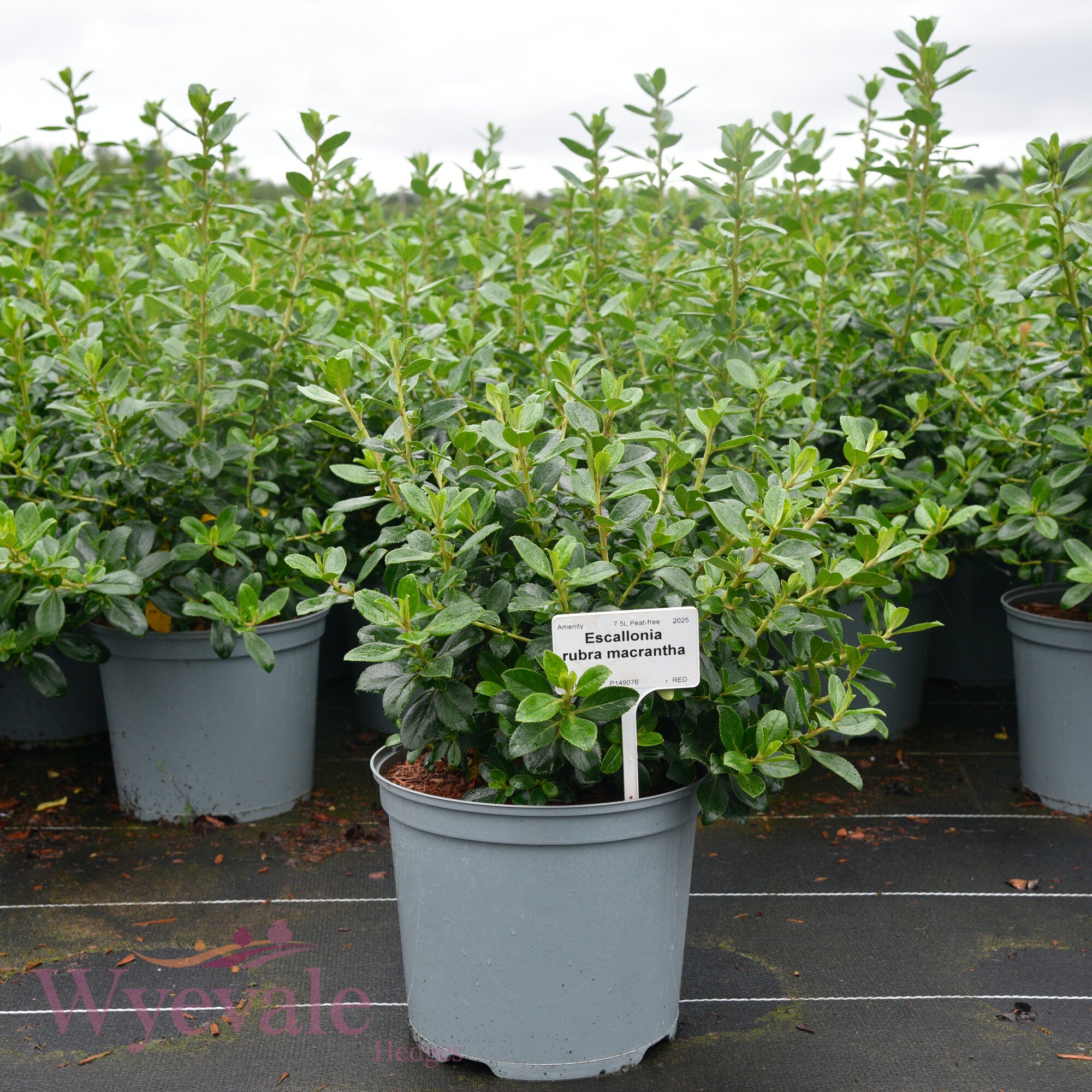 Escallonia rubra macrantha (Escallonia)
