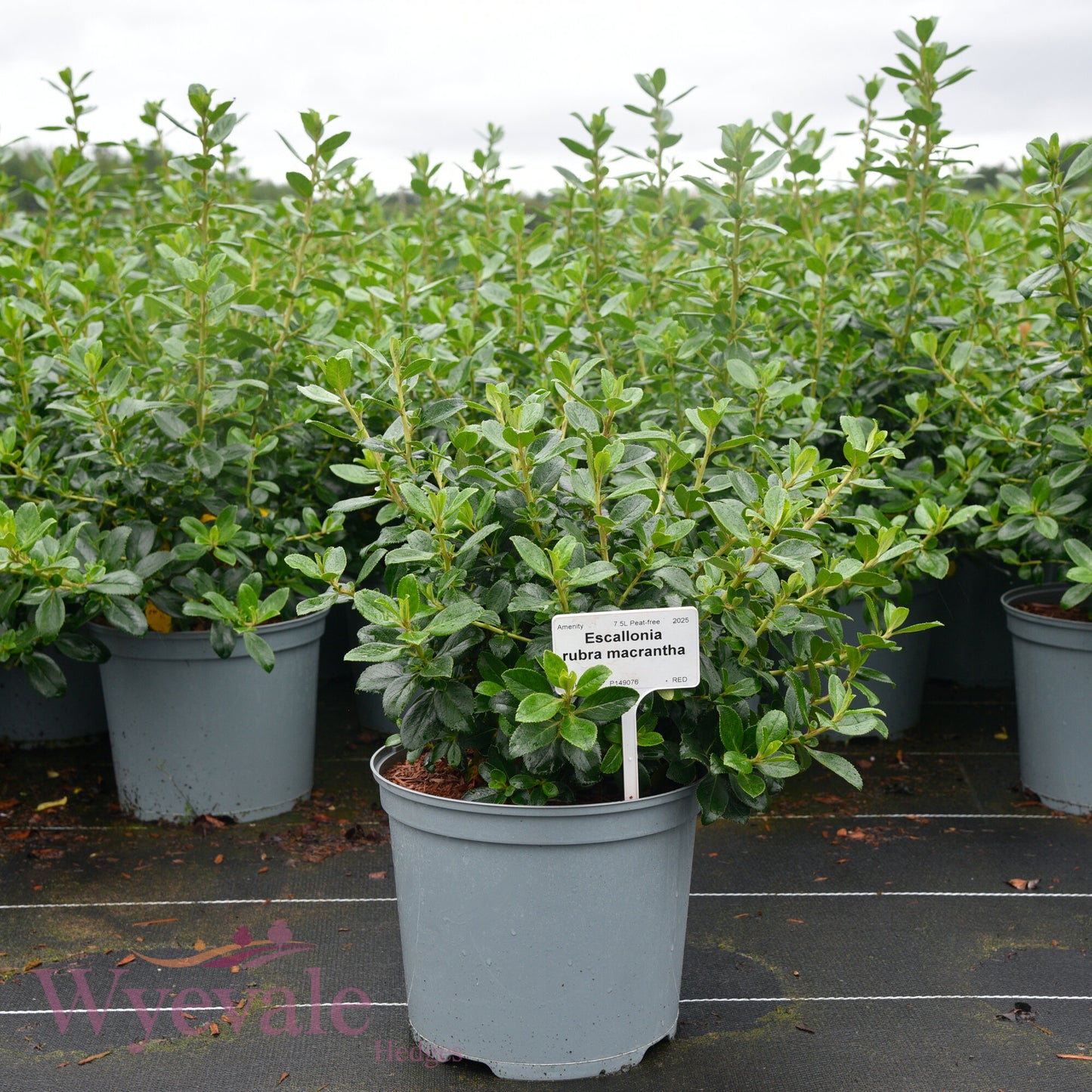 Escallonia rubra macrantha (Escallonia)