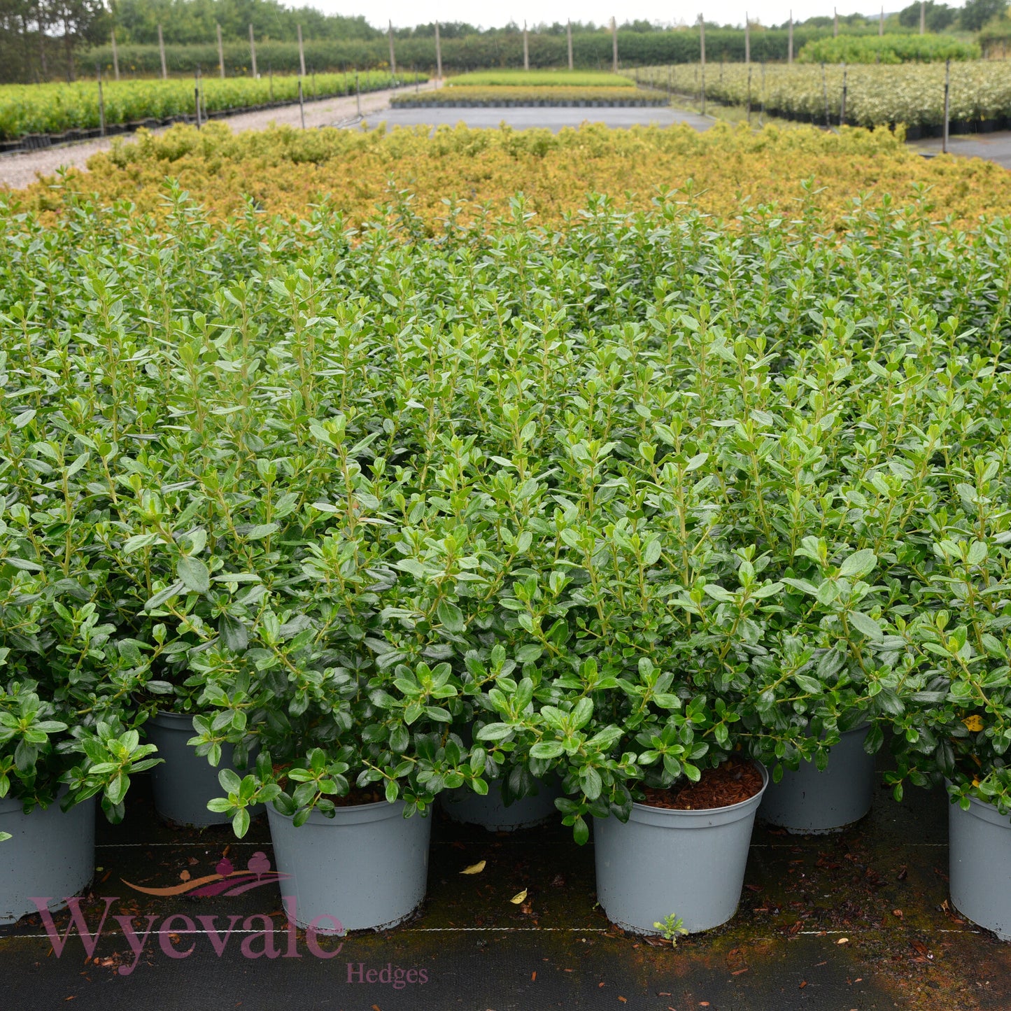 Escallonia rubra macrantha (Escallonia)