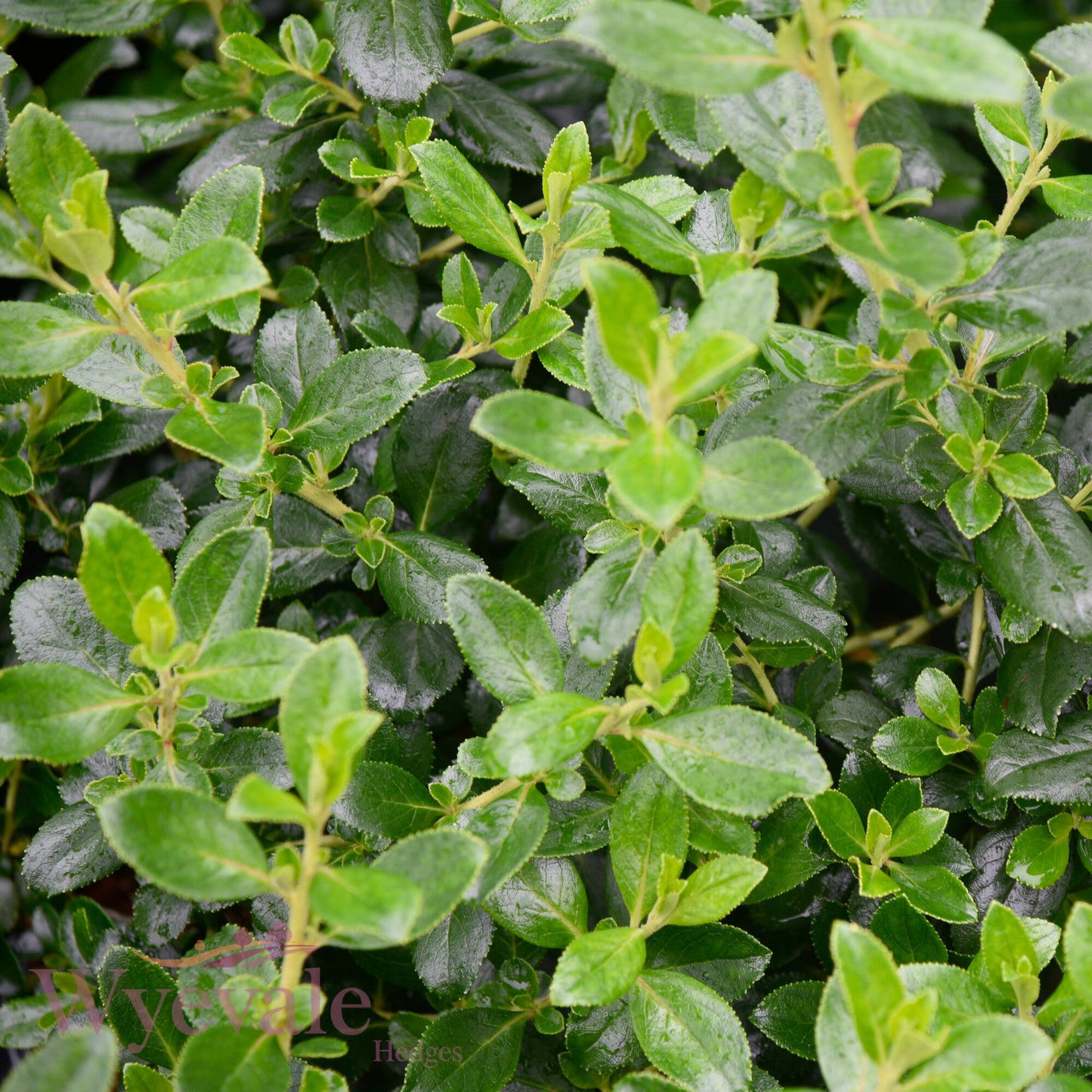 Escallonia rubra macrantha (Escallonia)