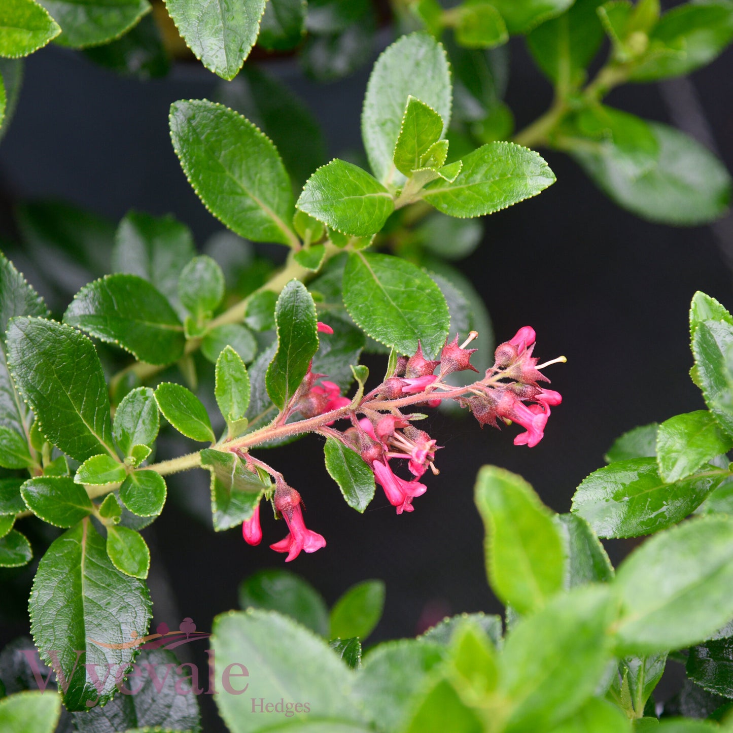Escallonia rubra macrantha (Escallonia)