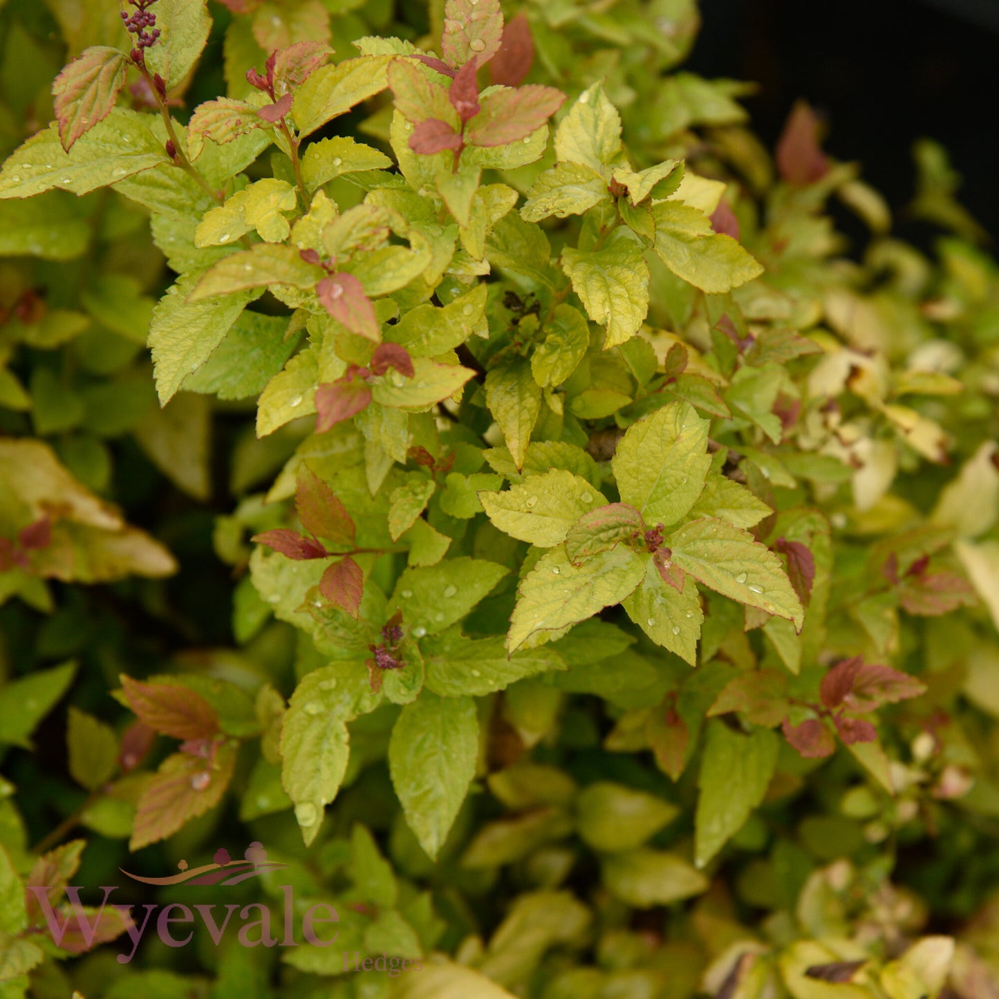 Spiraea japonica (Japanese Spiraea) 'Firelight'
