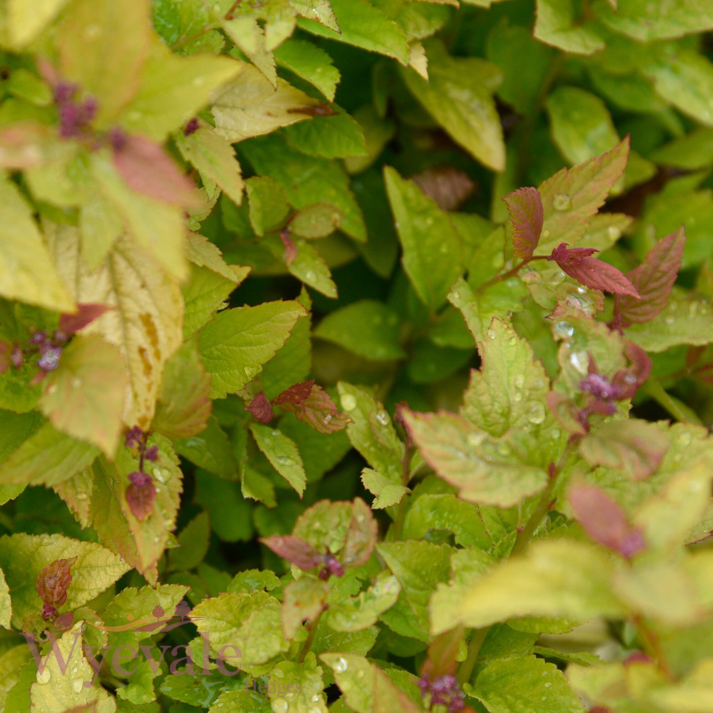 Spiraea japonica (Japanese Spiraea) 'Firelight'