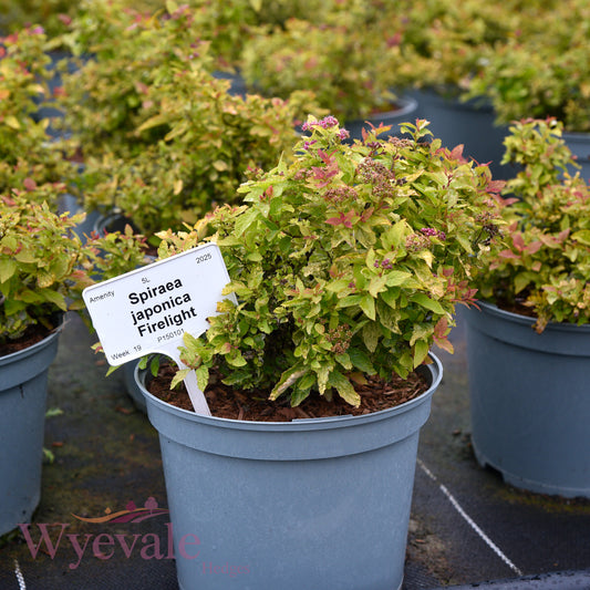 Spiraea japonica (Japanese Spiraea) 'Firelight'