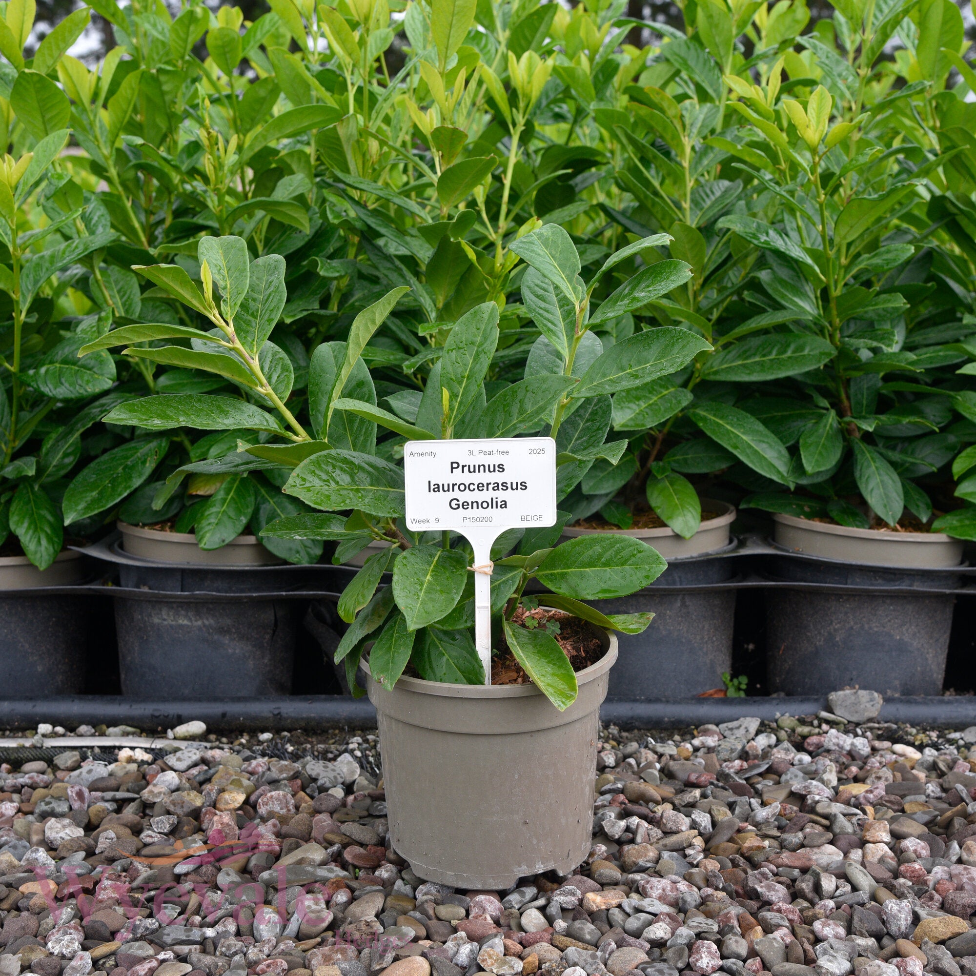 Prunus laurocerasus (Laurel Genolia) 'Genolia'