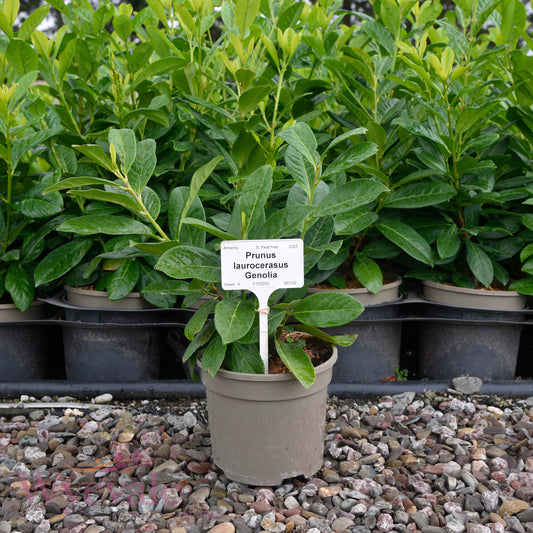 Prunus laurocerasus (Laurel Genolia) 'Genolia'