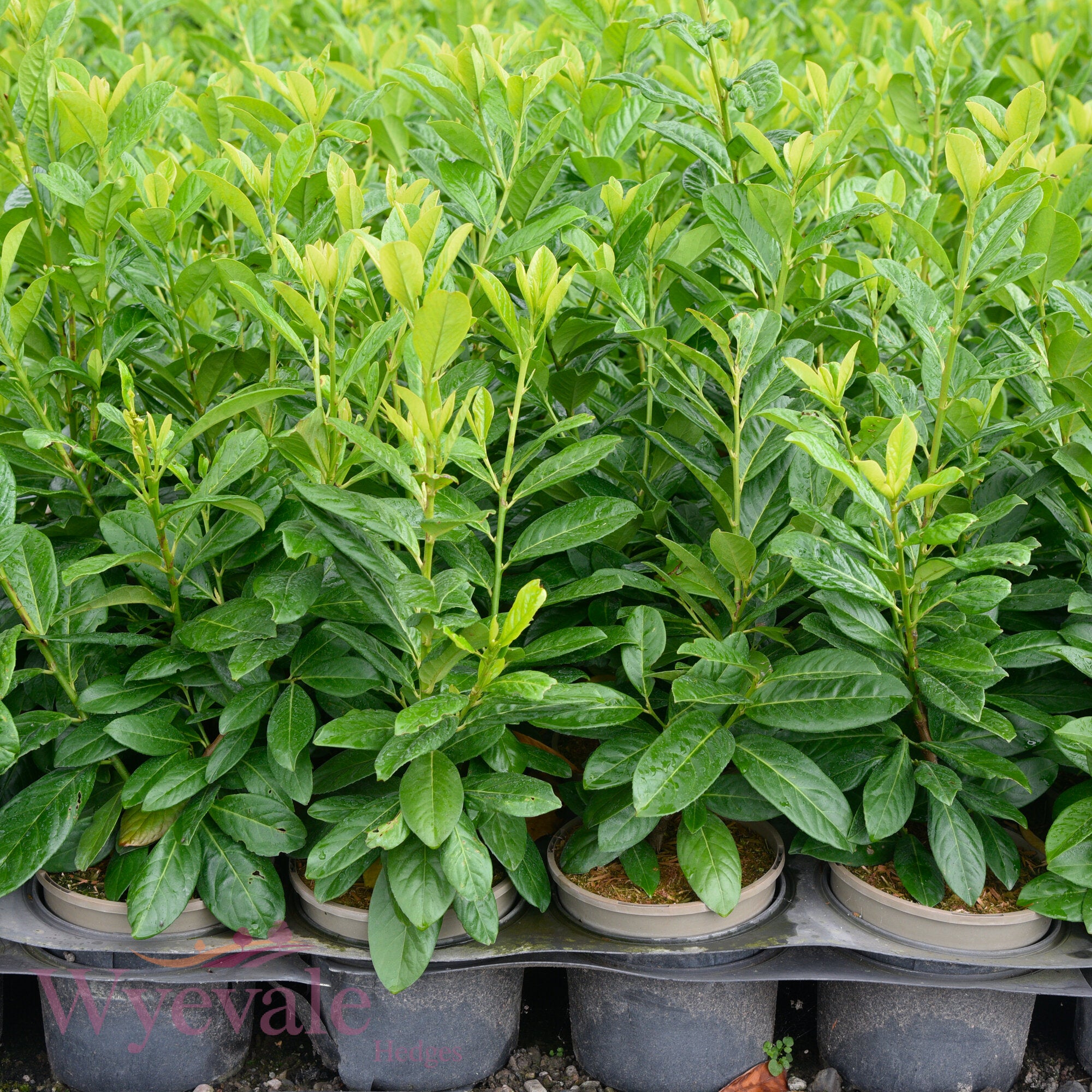 Prunus laurocerasus (Laurel Genolia) 'Genolia'
