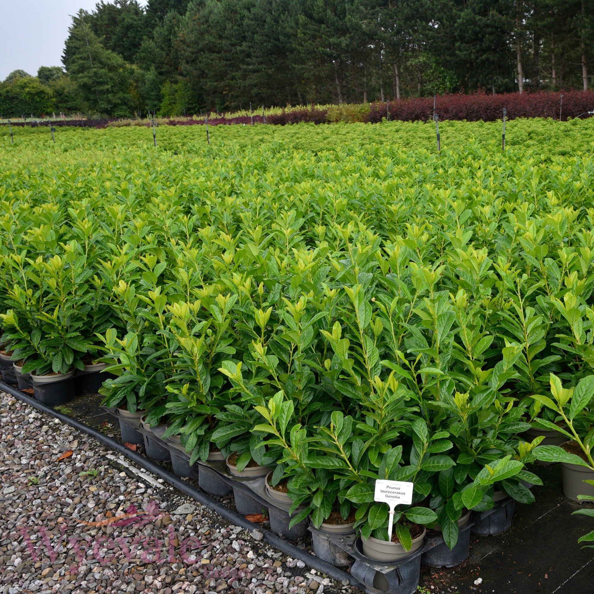 Prunus laurocerasus (Laurel Genolia) 'Genolia'