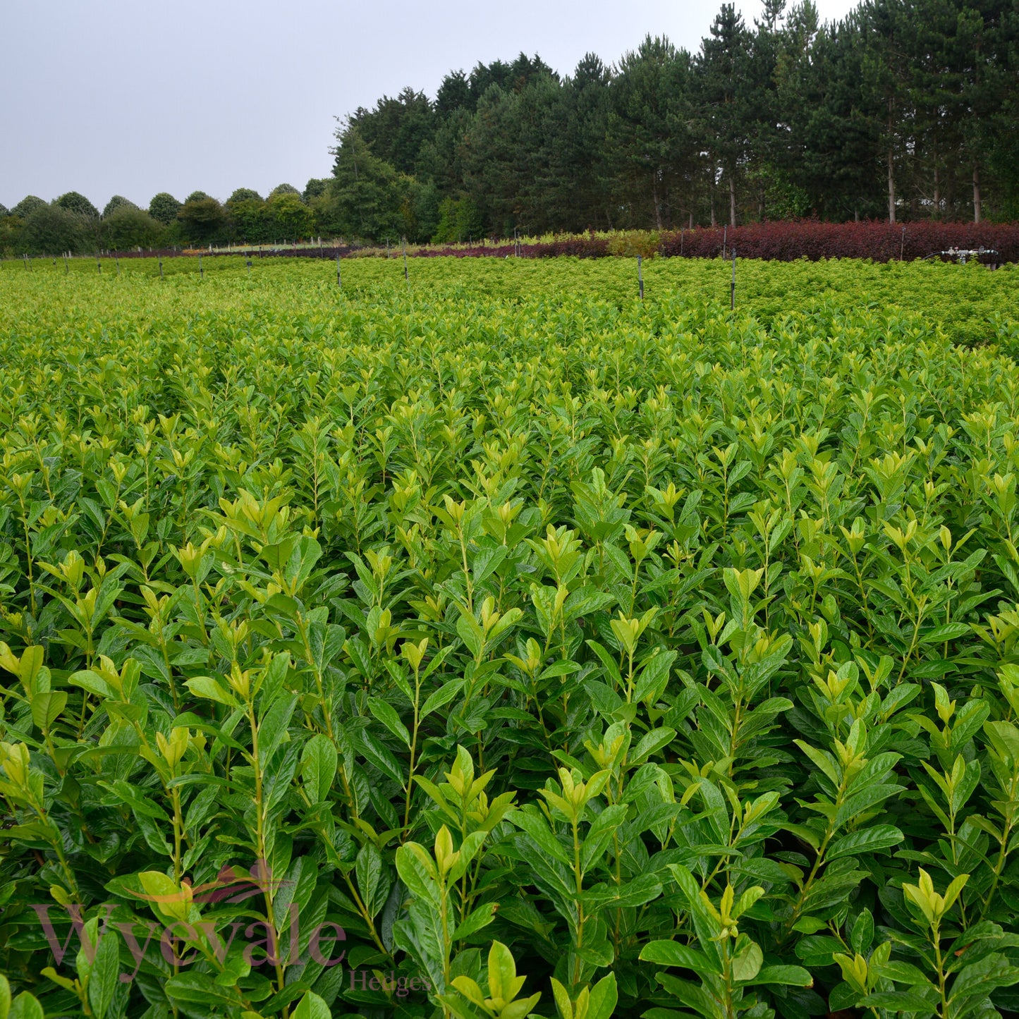 Prunus laurocerasus (Laurel Genolia) 'Genolia'