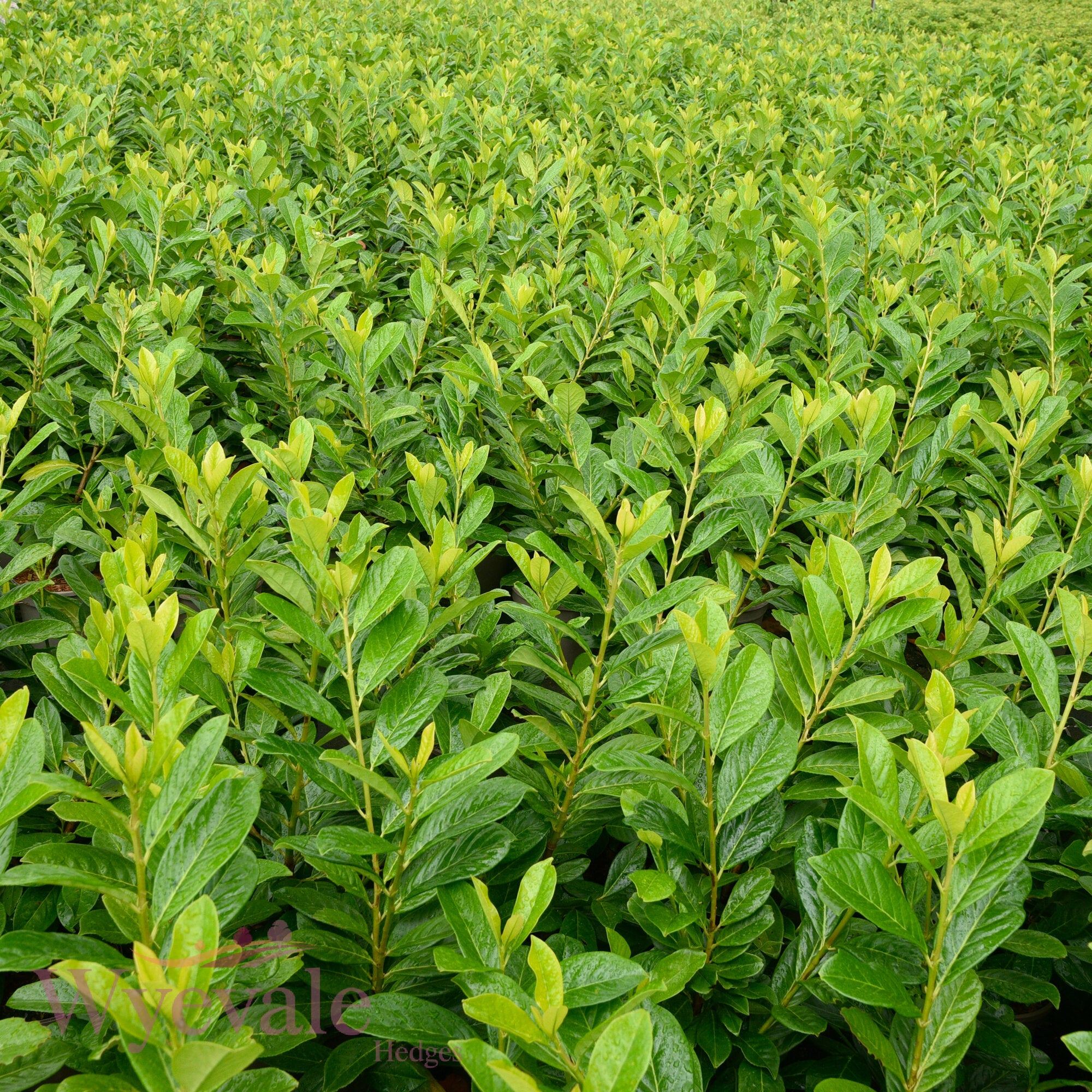 Prunus laurocerasus (Laurel Genolia) 'Genolia'