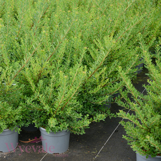 Spiraea nipponica (Snowmound Spiraea) 'Snowmound'