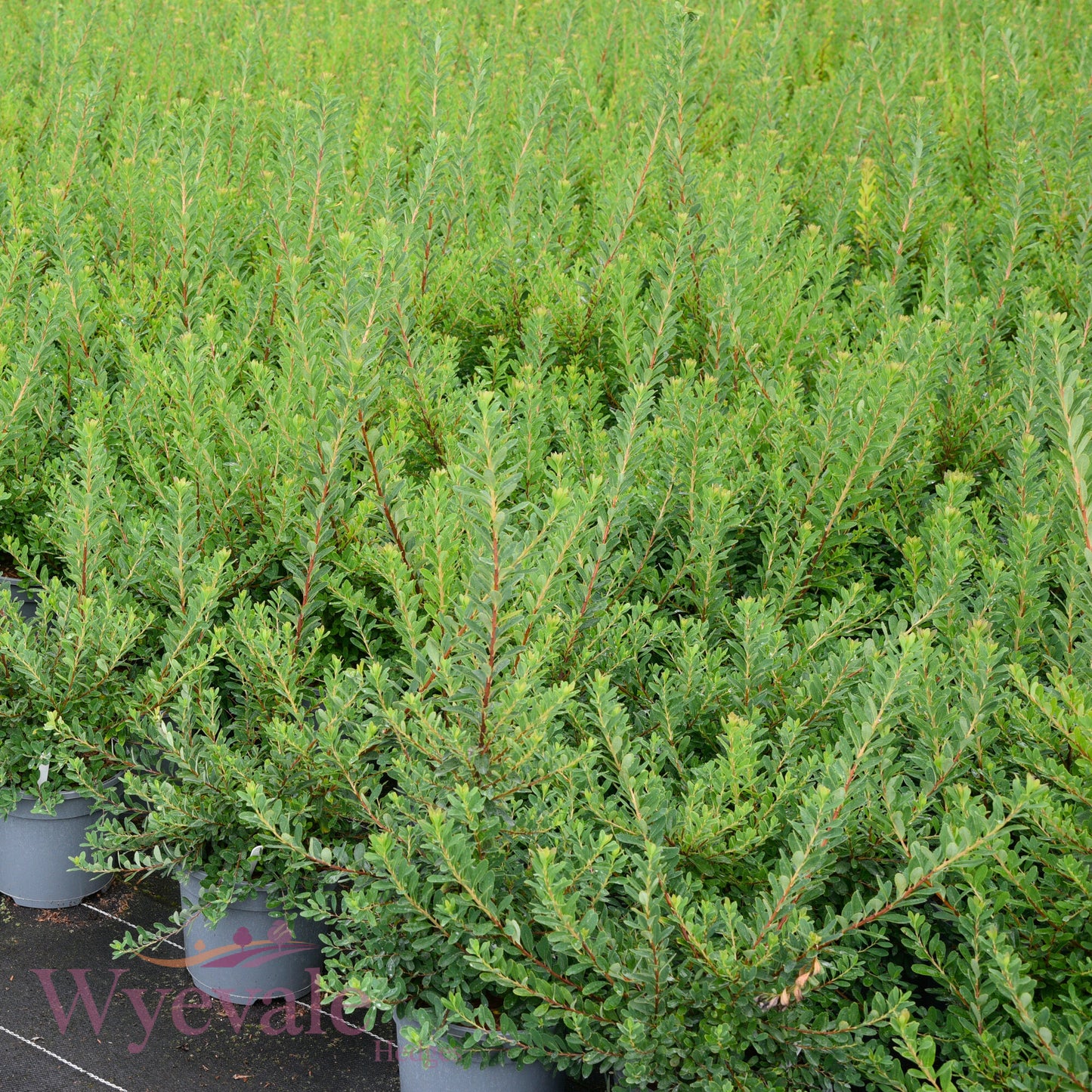 Spiraea nipponica (Snowmound Spiraea) 'Snowmound'