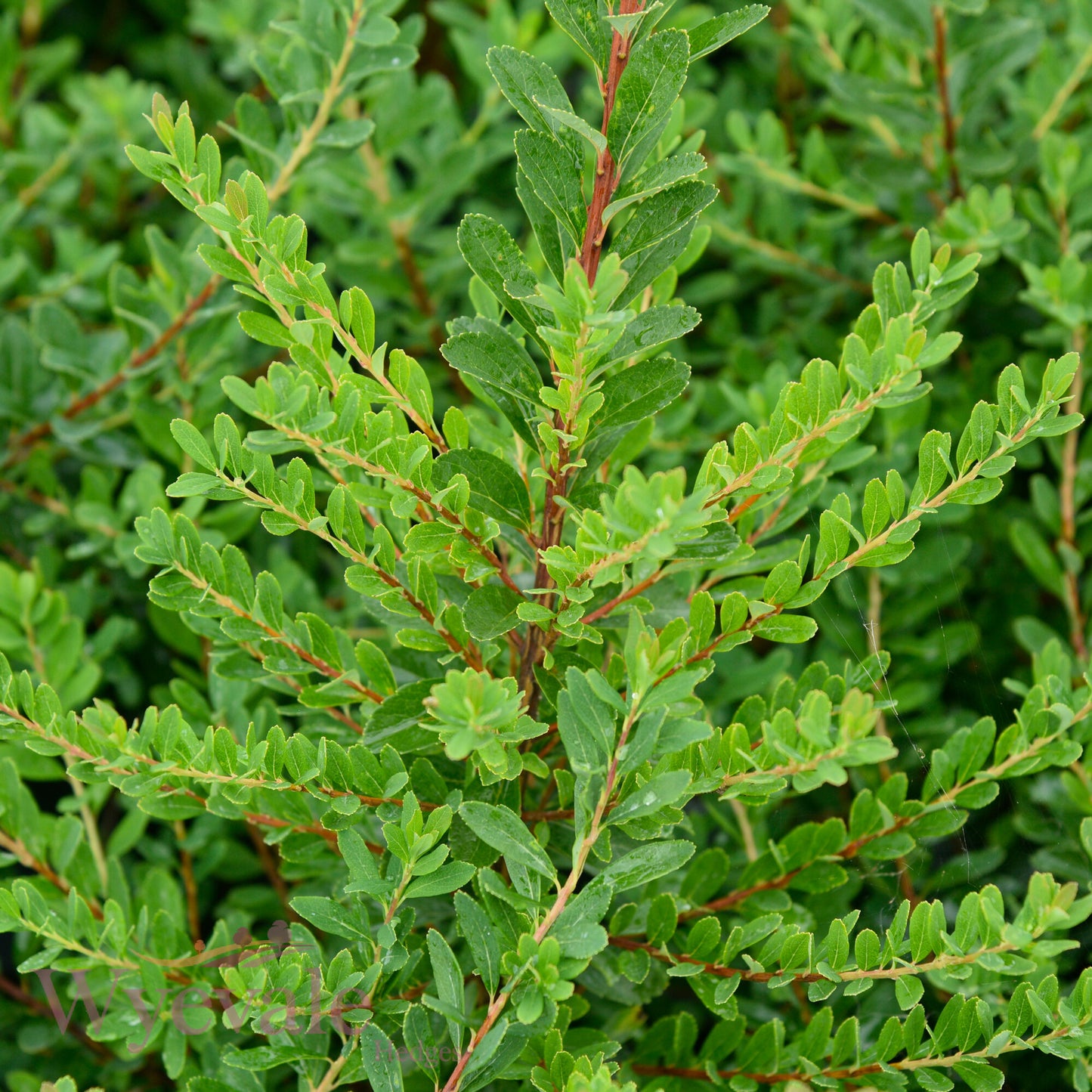 Spiraea nipponica (Snowmound Spiraea) 'Snowmound'