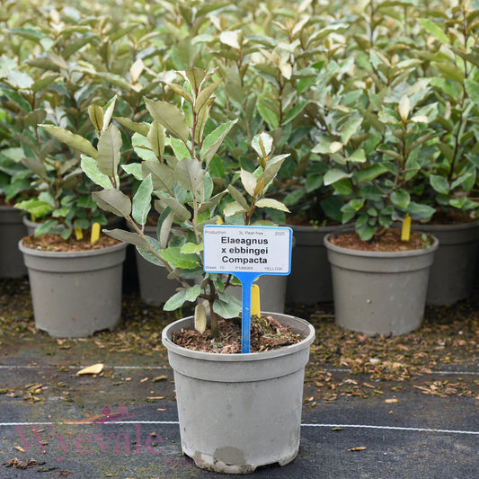 Elaeagnus x ebbingei (Oleaster) 'Compacta'