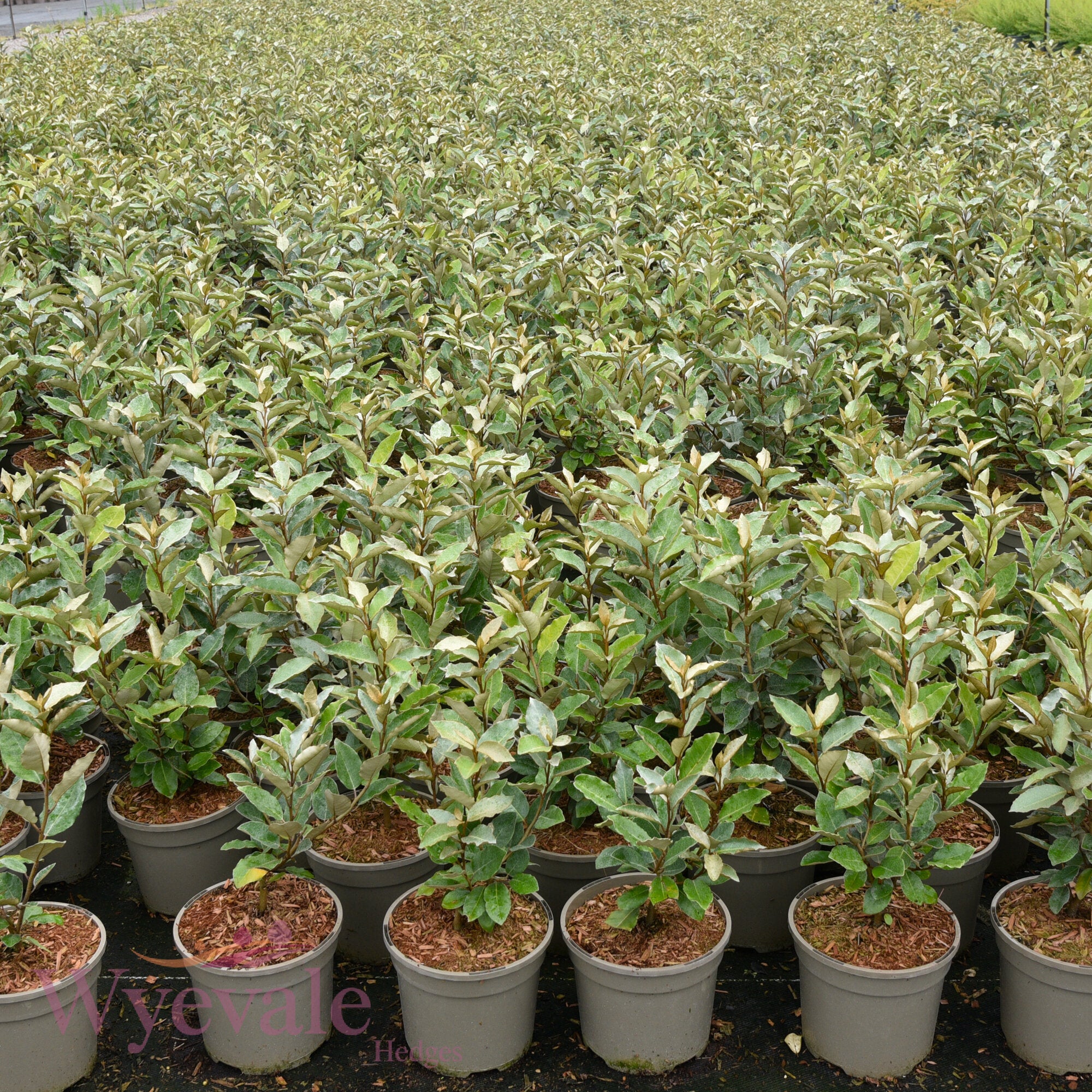 Elaeagnus x ebbingei (Oleaster) 'Compacta'