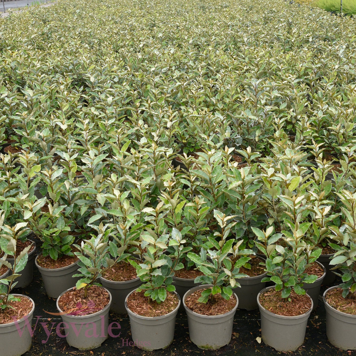 Elaeagnus x ebbingei (Oleaster) 'Compacta'