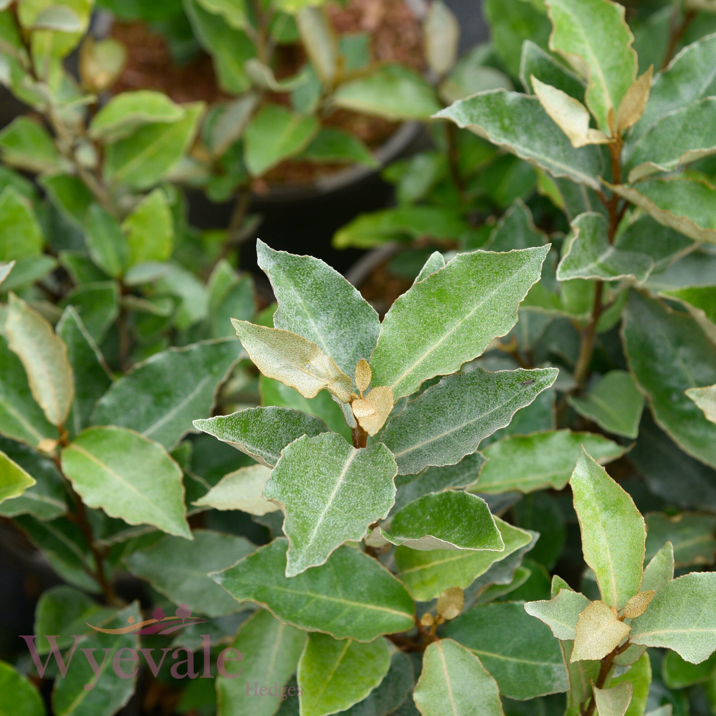 Elaeagnus x ebbingei (Oleaster) 'Compacta'