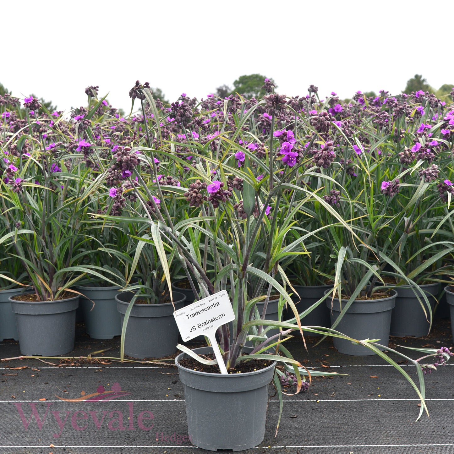 Tradescantia (Spiderwort) 'JS Brainstorm'