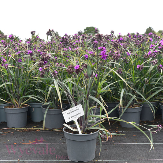 Tradescantia (Spiderwort) 'JS Brainstorm'