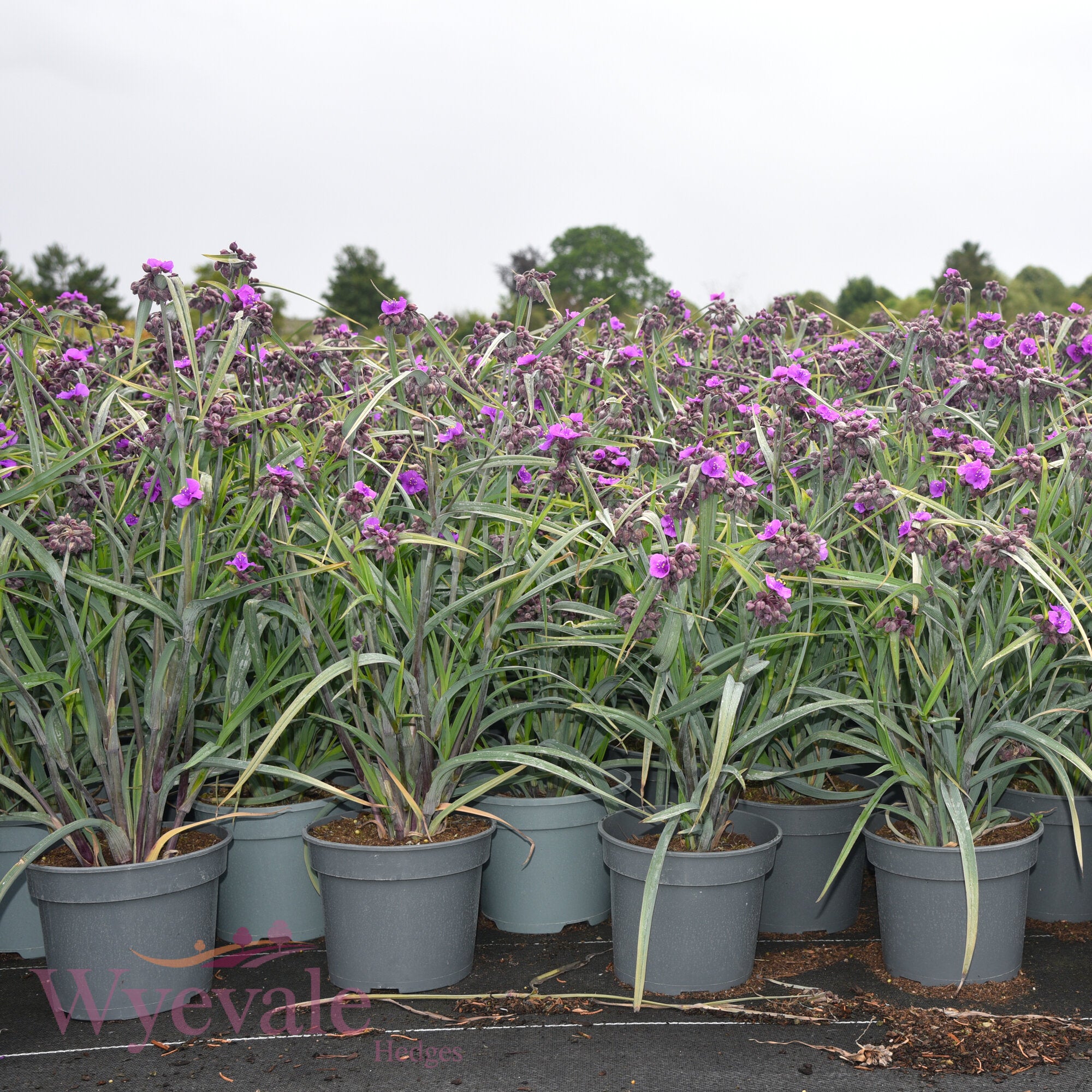 Tradescantia (Spiderwort) 'JS Brainstorm'