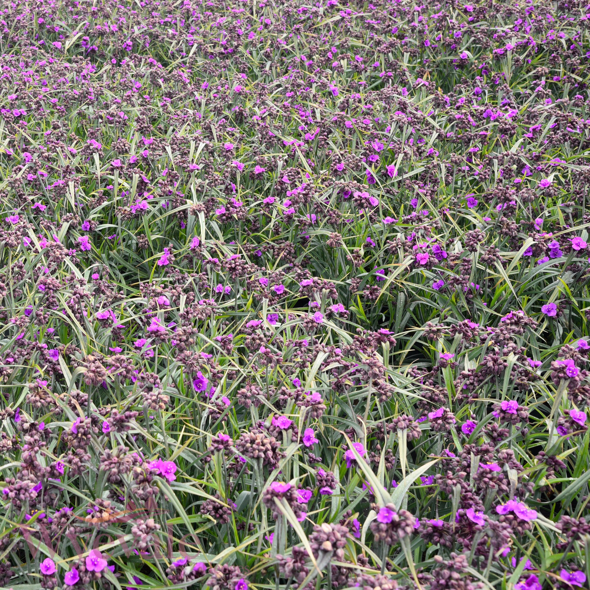 Tradescantia (Spiderwort) 'JS Brainstorm'