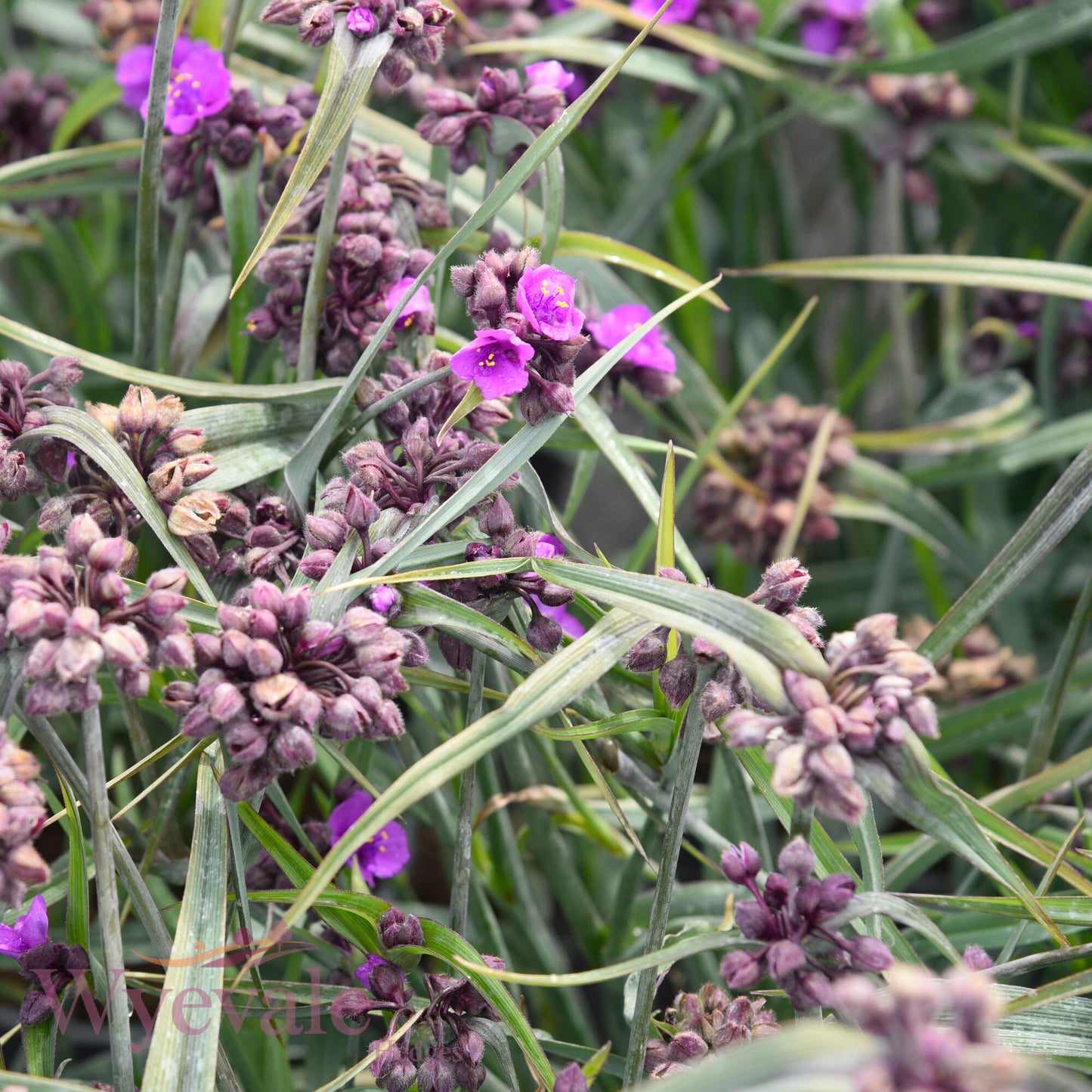 Tradescantia (Spiderwort) 'JS Brainstorm'
