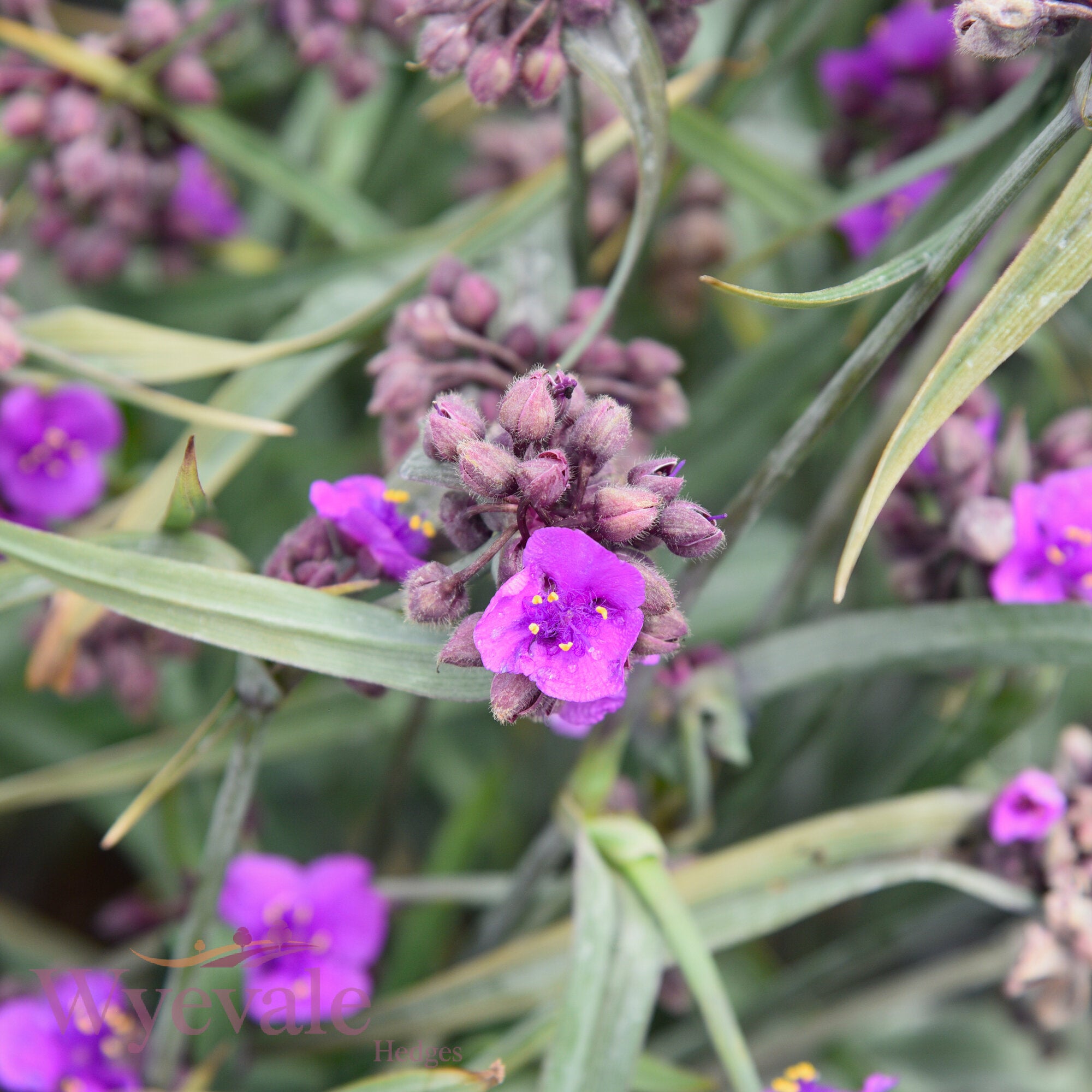 Tradescantia (Spiderwort) 'JS Brainstorm'