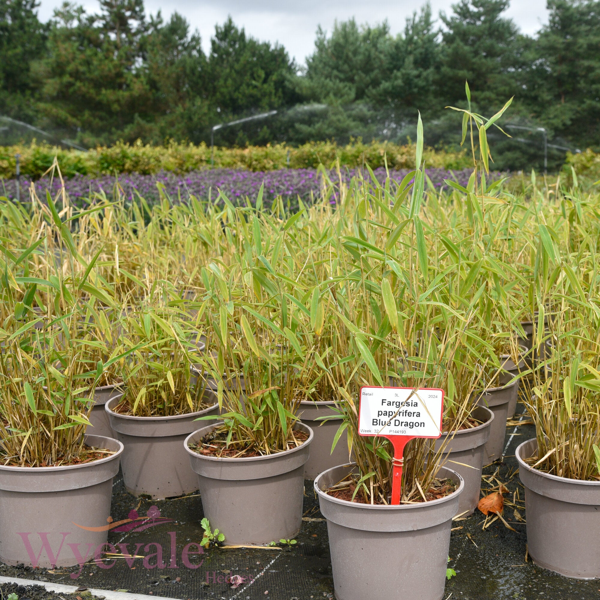 Fargesia papyrifera (Bamboo) 'Blue Dragon'