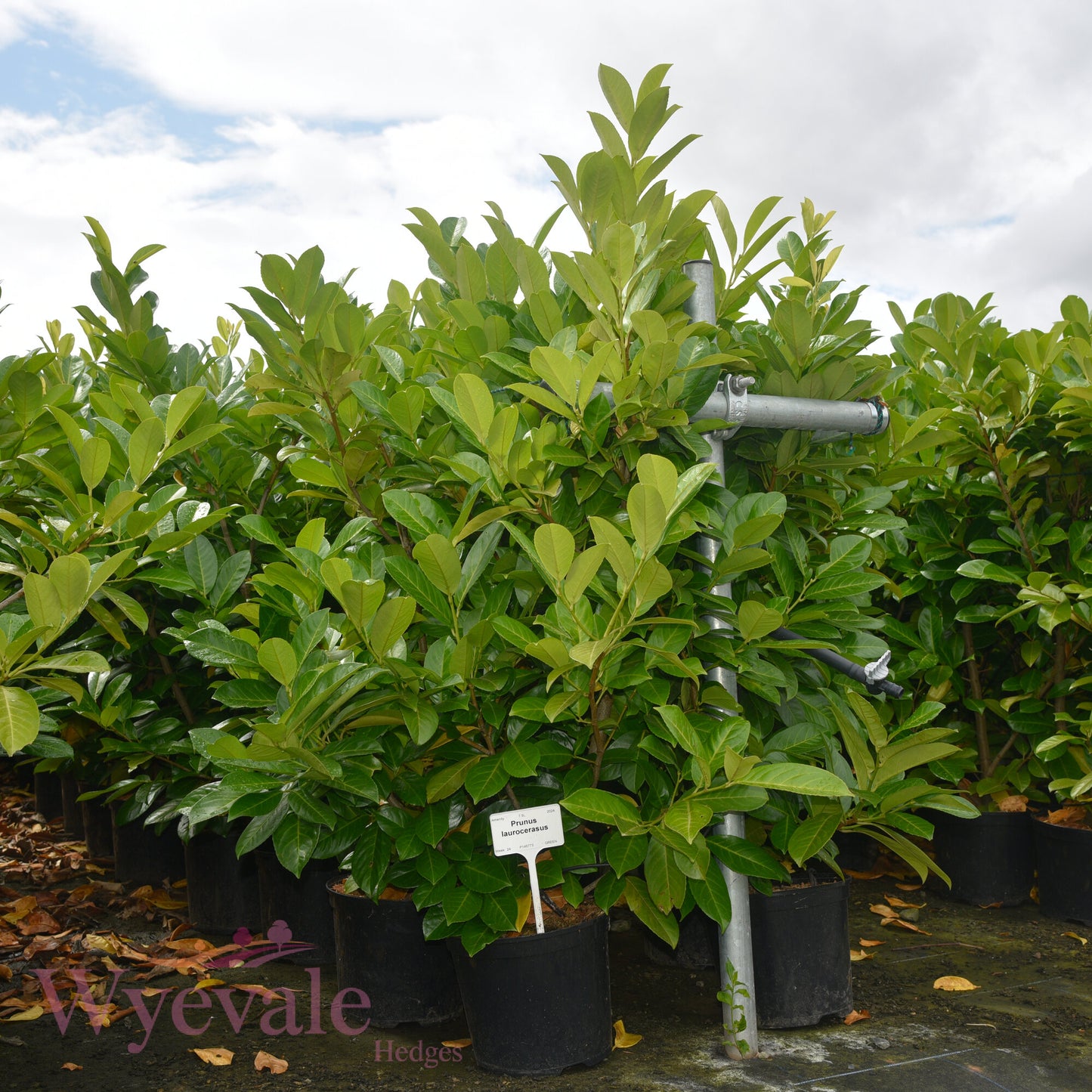 Prunus laurocerasus (Cherry laurel)