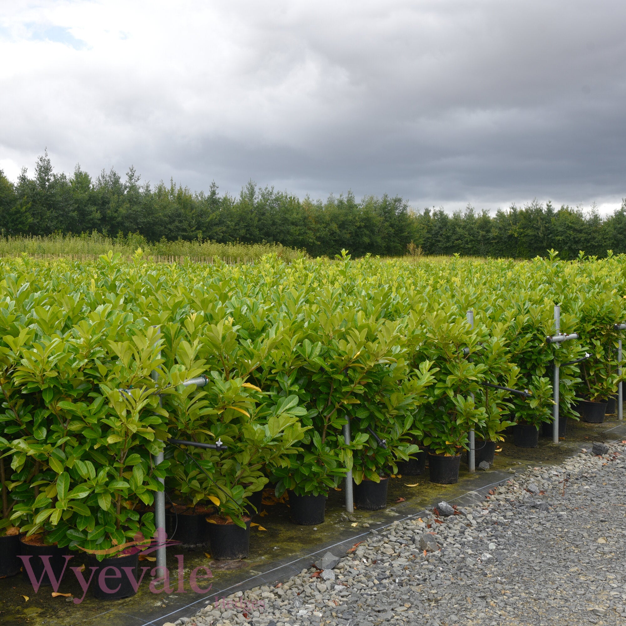Prunus laurocerasus (Cherry laurel)
