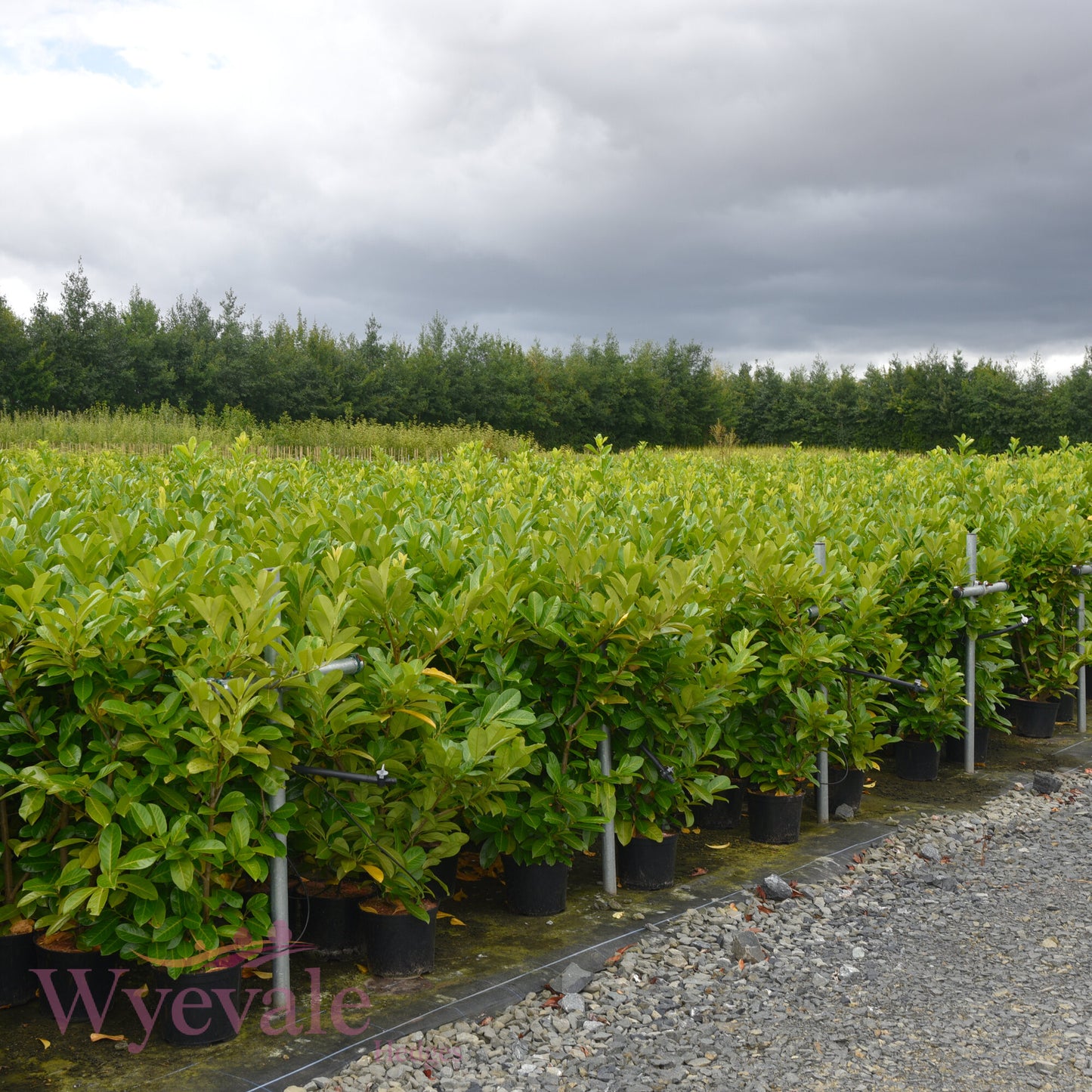 Prunus laurocerasus (Cherry laurel)