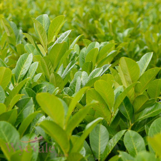 Prunus laurocerasus (Cherry laurel)