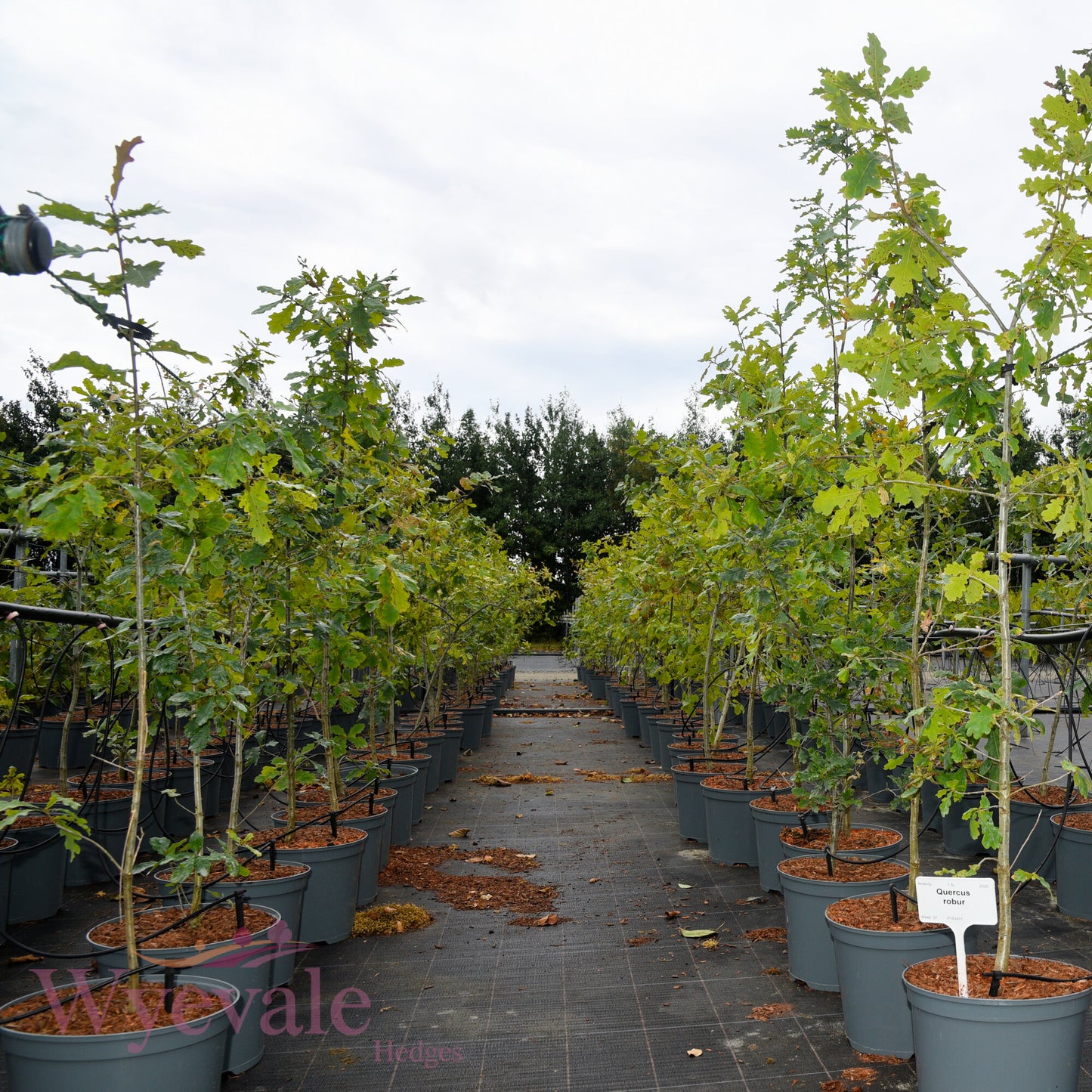 Quercus robur (English oak)