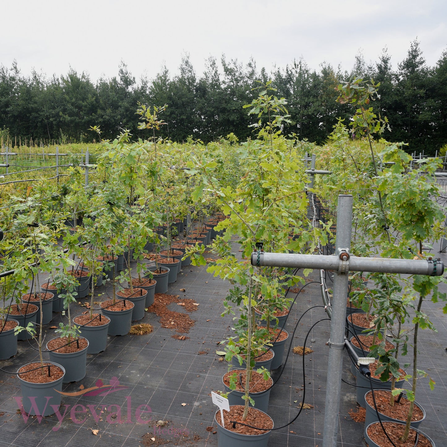 Quercus robur (English oak)