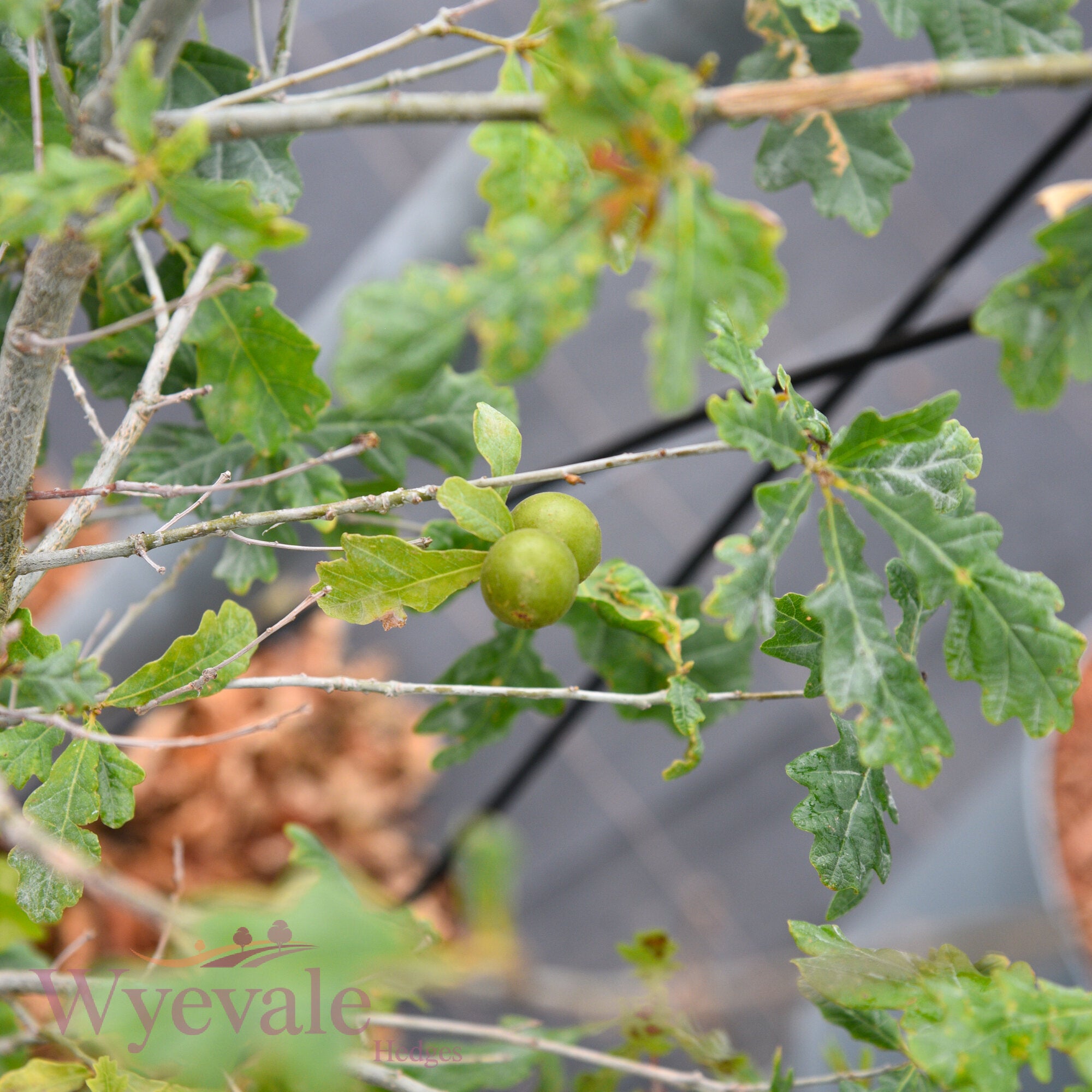 Quercus robur (English oak)
