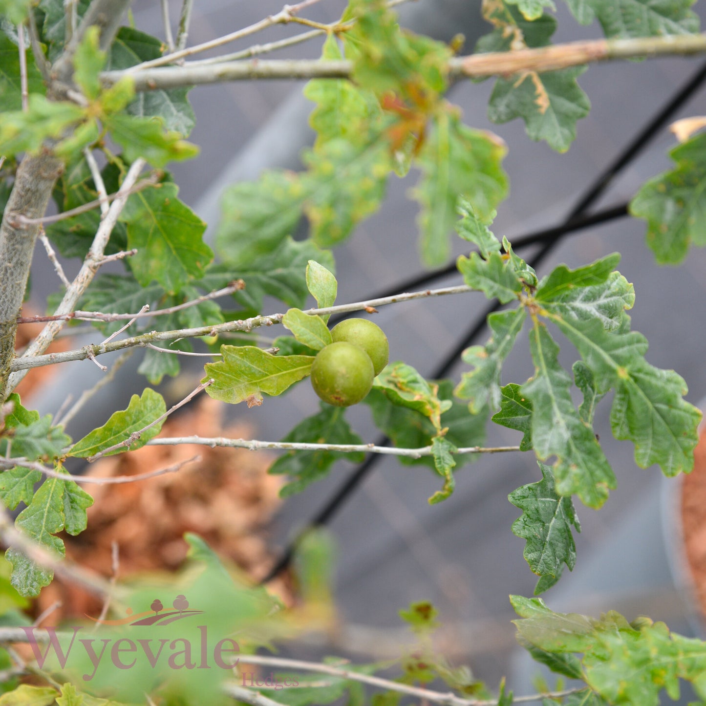 Quercus robur (English oak)