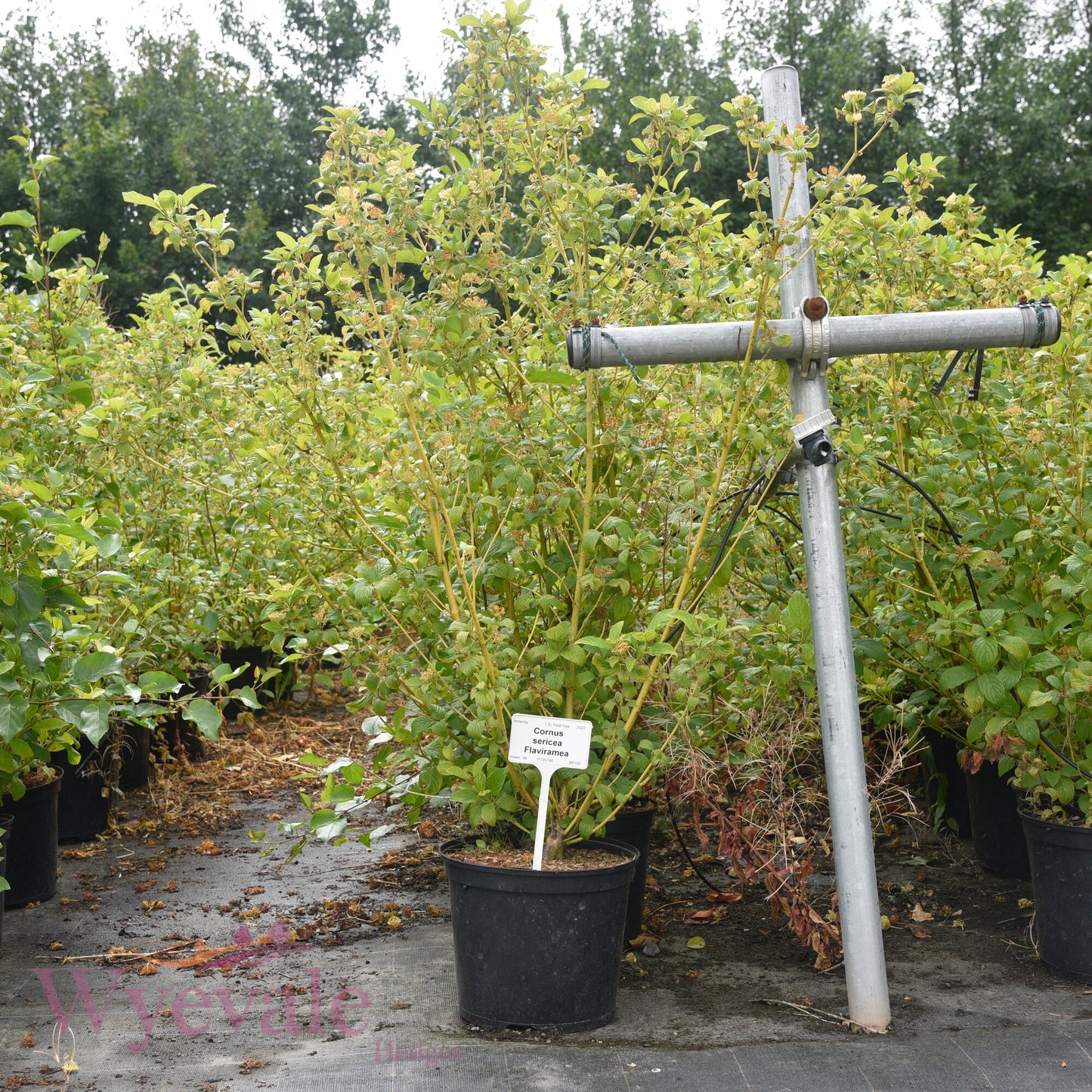 Cornus sericea (Red osier dogwood) 'Flaviramea'